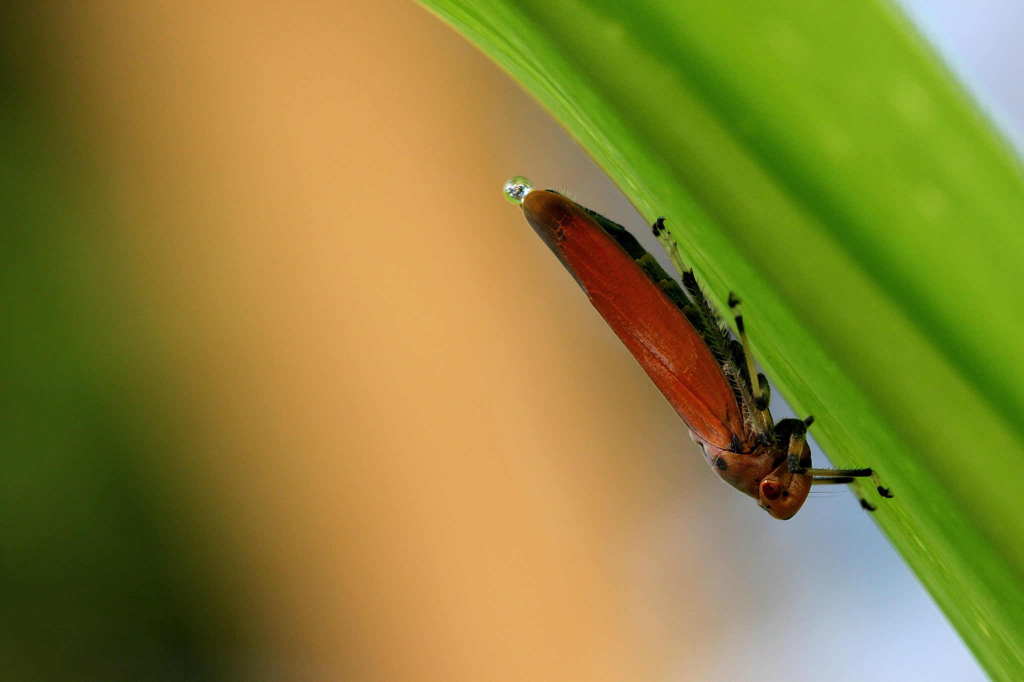 laying egg