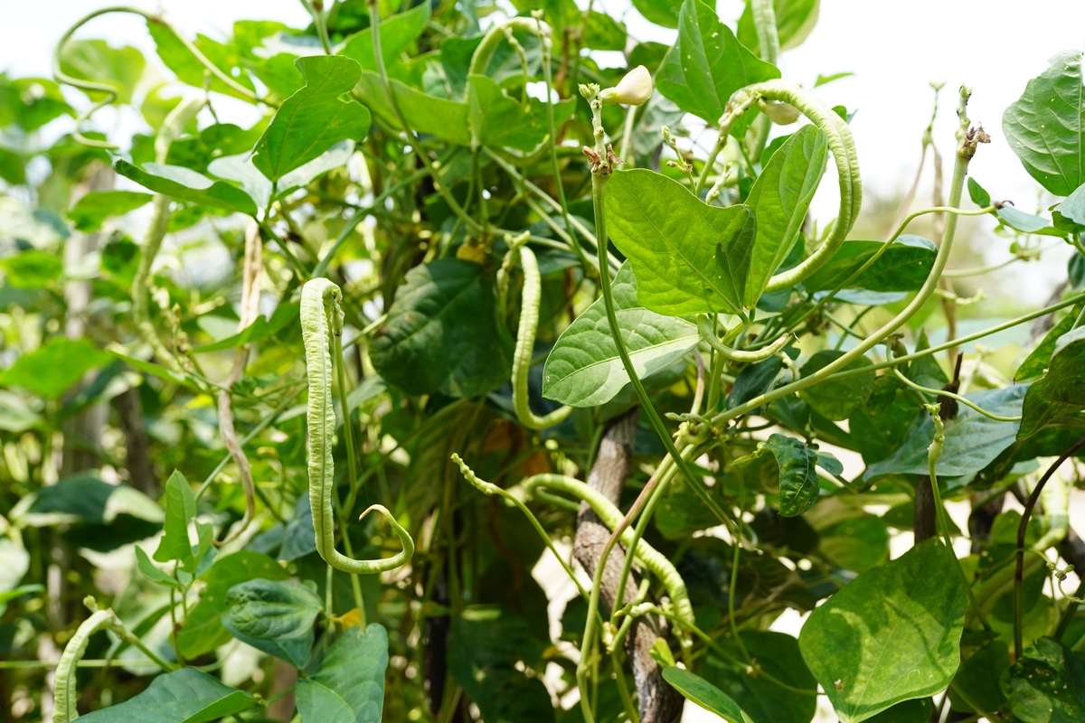 野生大豆按什么分可以分为窄叶、广叶、毛野生大豆和红野生大豆