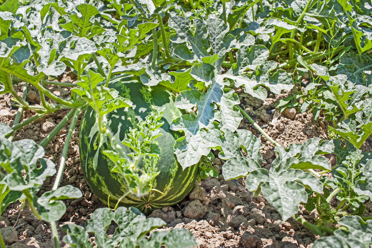 西瓜地误喷乙草胺后还能种西瓜吗？