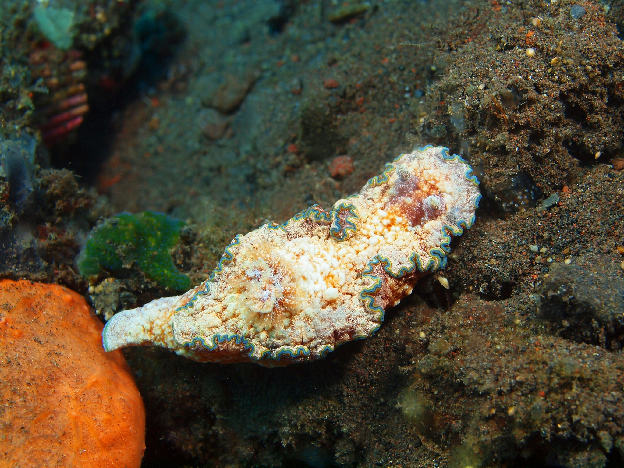 true sea slug