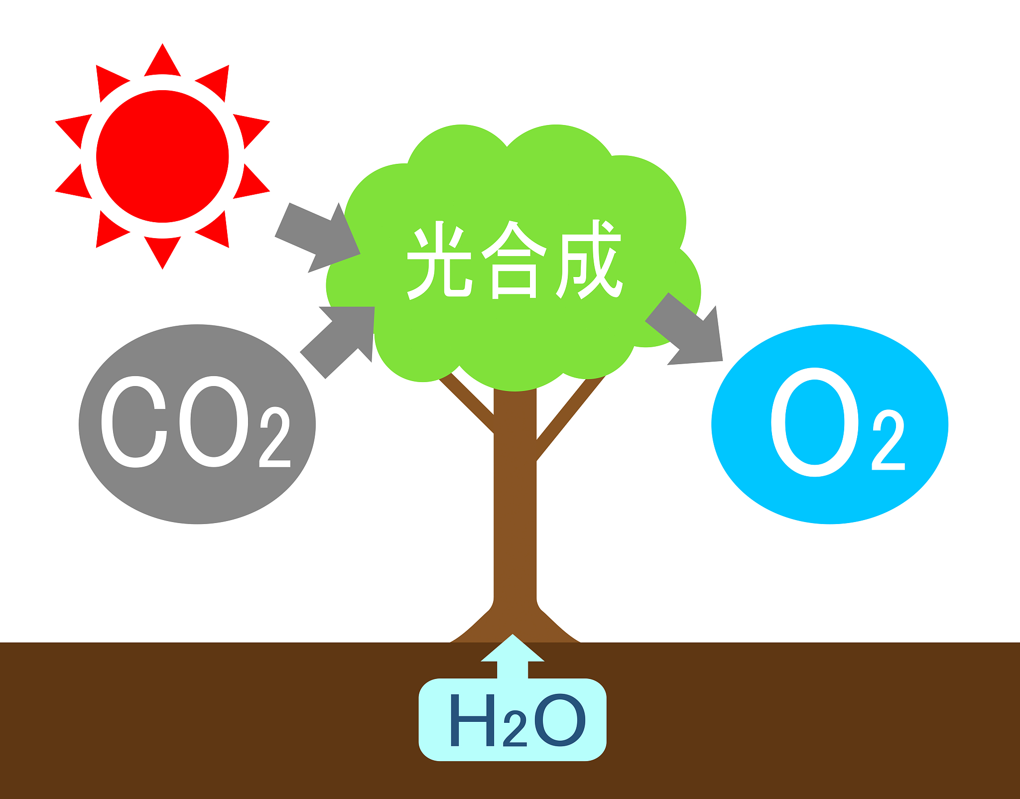 影响植物光合作用速率的关键因素分析