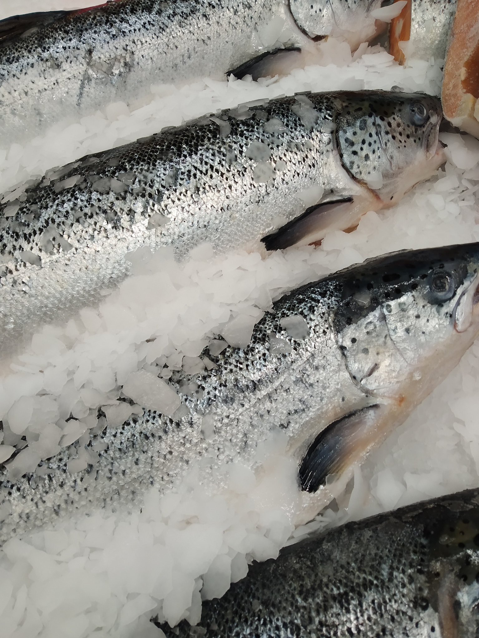 挪威深海三文鱼：健康美味，全程冷链运输