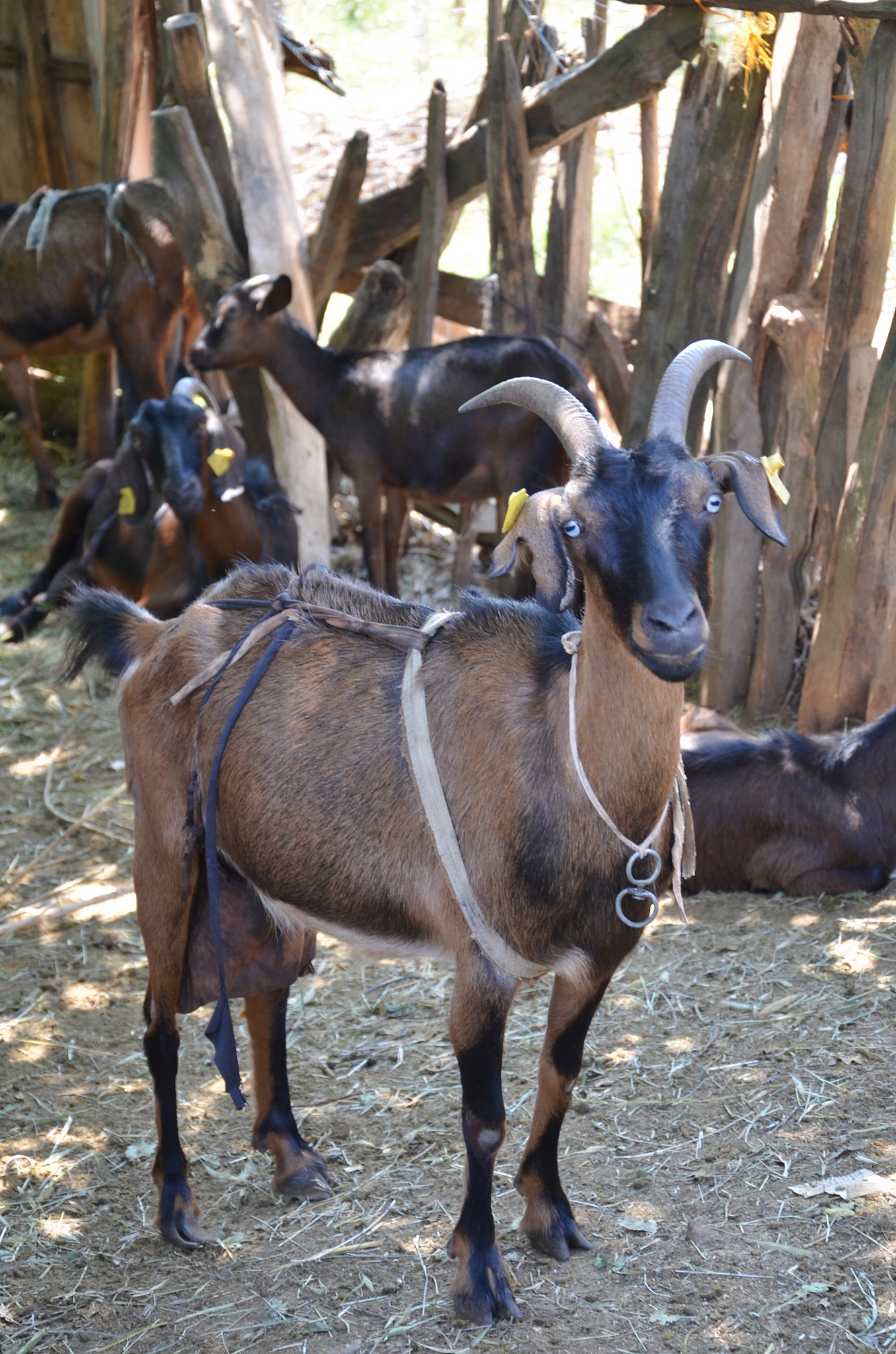 goats standing in a field