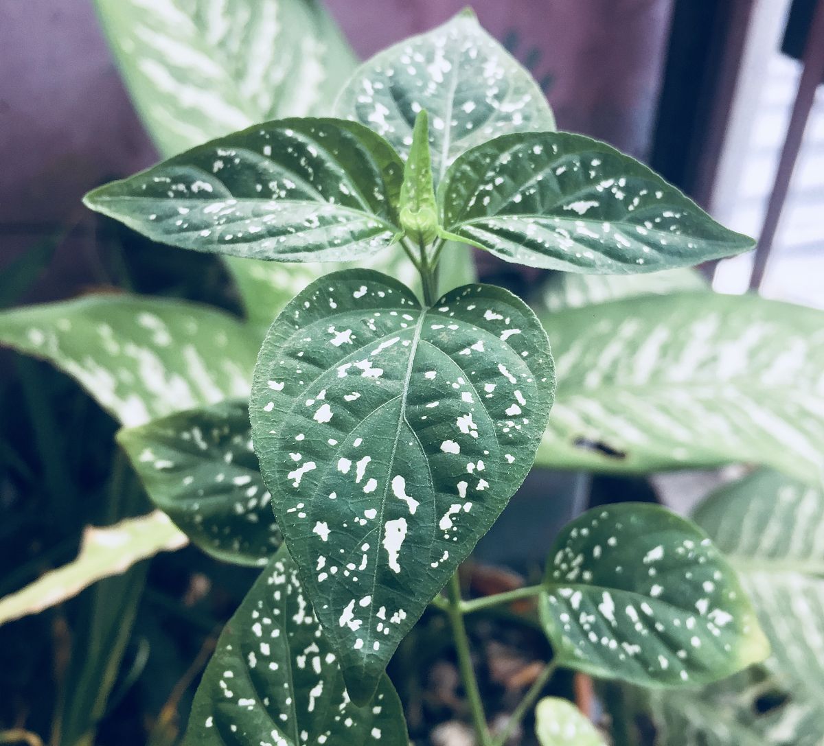 白色斑点的叶子