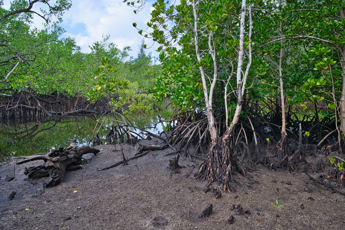 季节变化对人类活动与生态环境影响研究综述