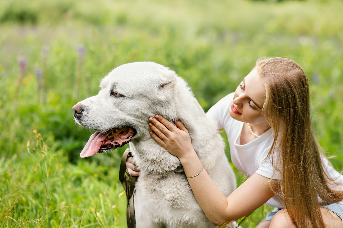 我的狗狗朋友：小棕和小黑