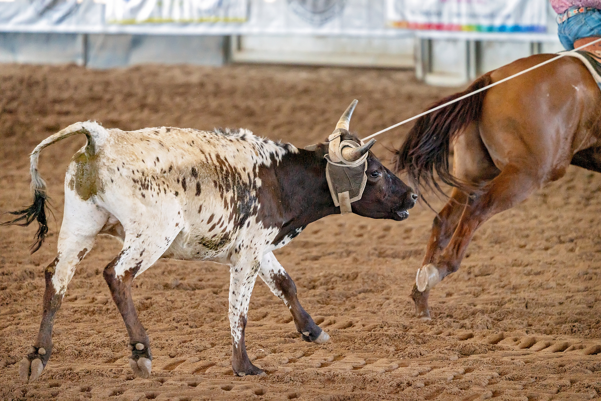 calf roping at a rodeo