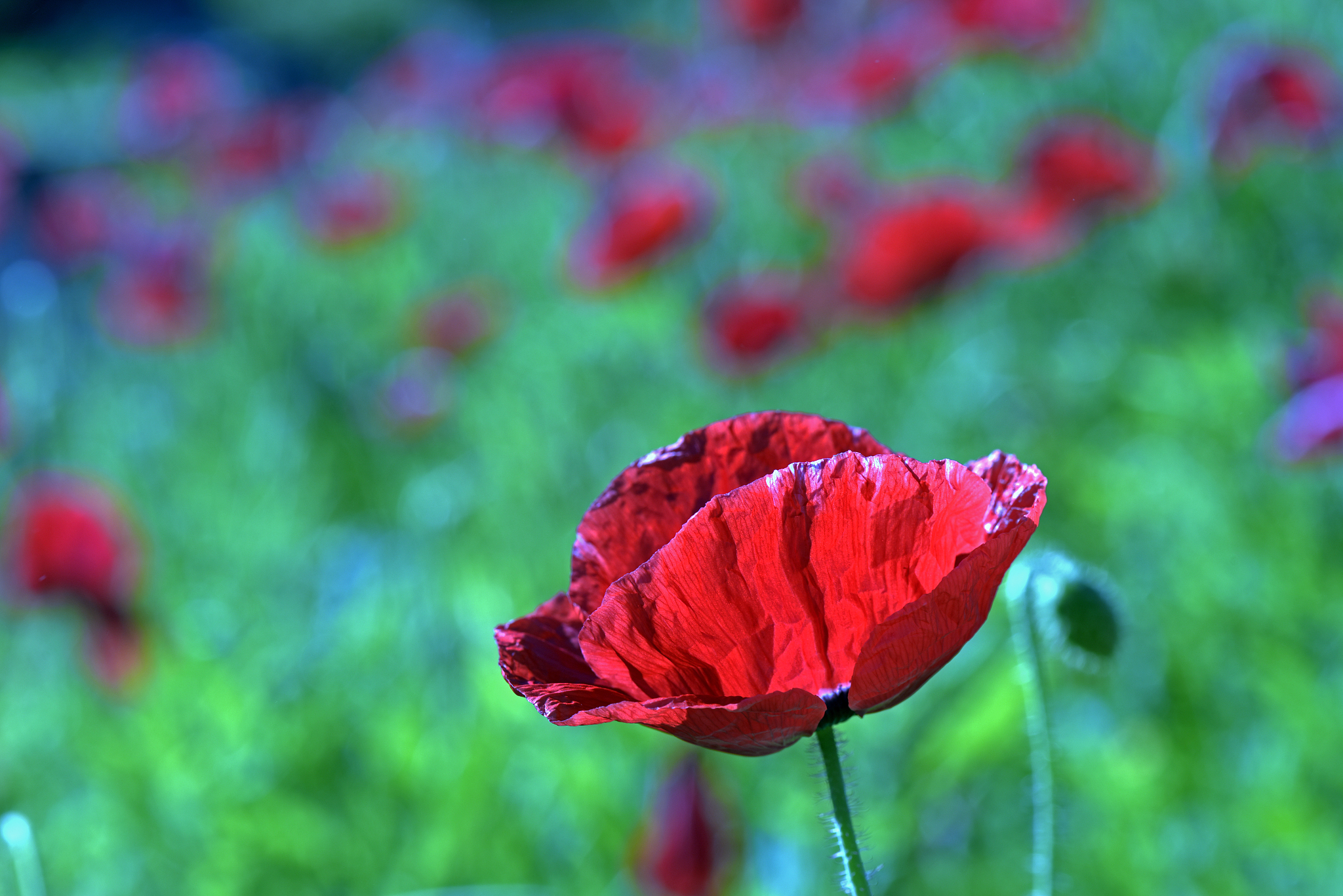 广东农工商职业技术学院园艺技术专业课程设置：涵盖基础理论和实践操作