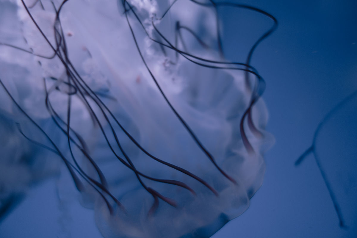 《名侦探柯南》是由青山刚茂创作的探案故事漫画由于其扣人心弦的故事与精妙绝伦的推理大受欢迎被动画化且有了电影剧场版。但是最近的剧场版《深海的鱼影》中官配小兰新一的地位受到了冲击你如何看待灰原哀与柯南的暧昧关系？但是我认为这部作品中的感情线甚至远超过推理部分是这部作品经久不衰的秘诀