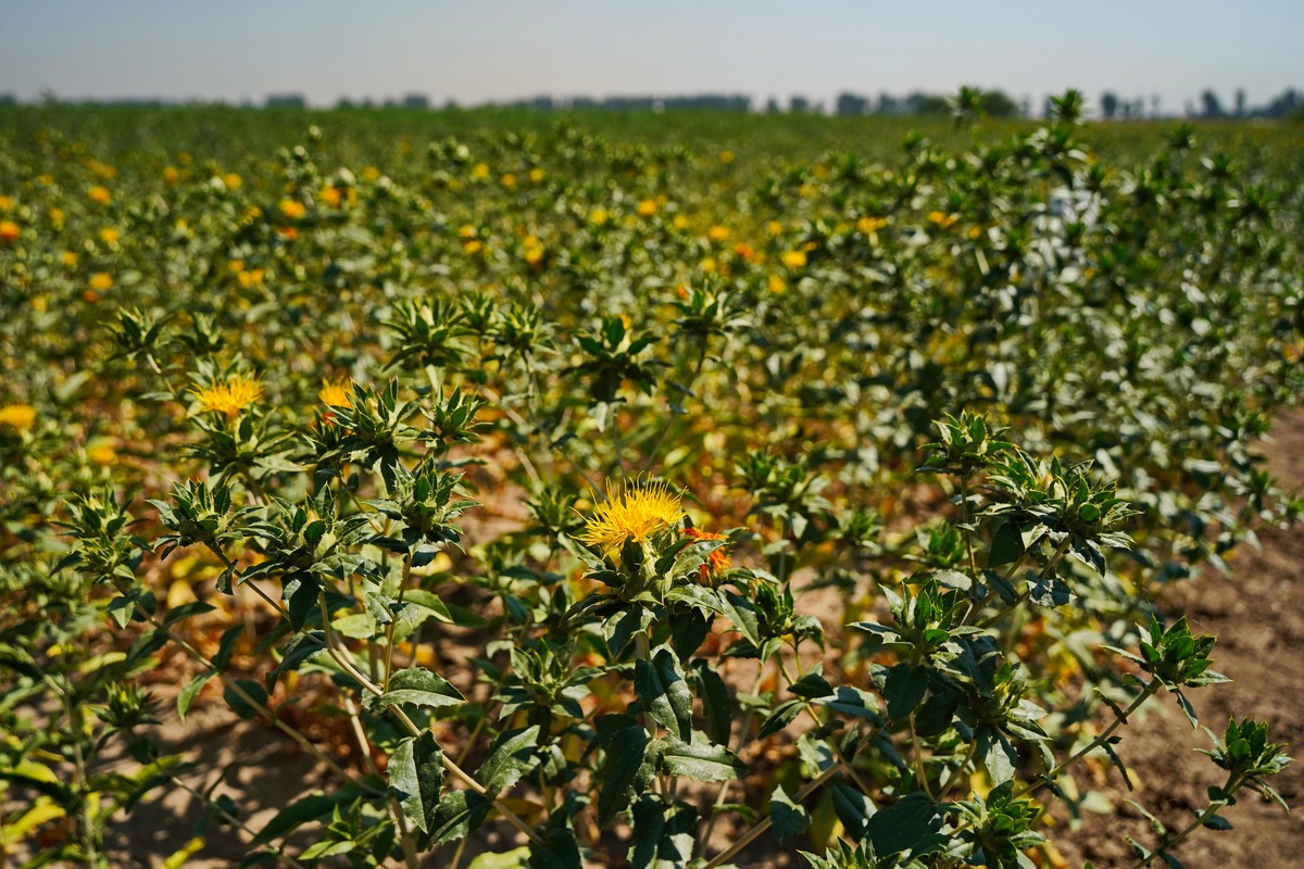 云南林业职业技术学院省级重点特色专业之野生植物资源开发与利用专业介绍