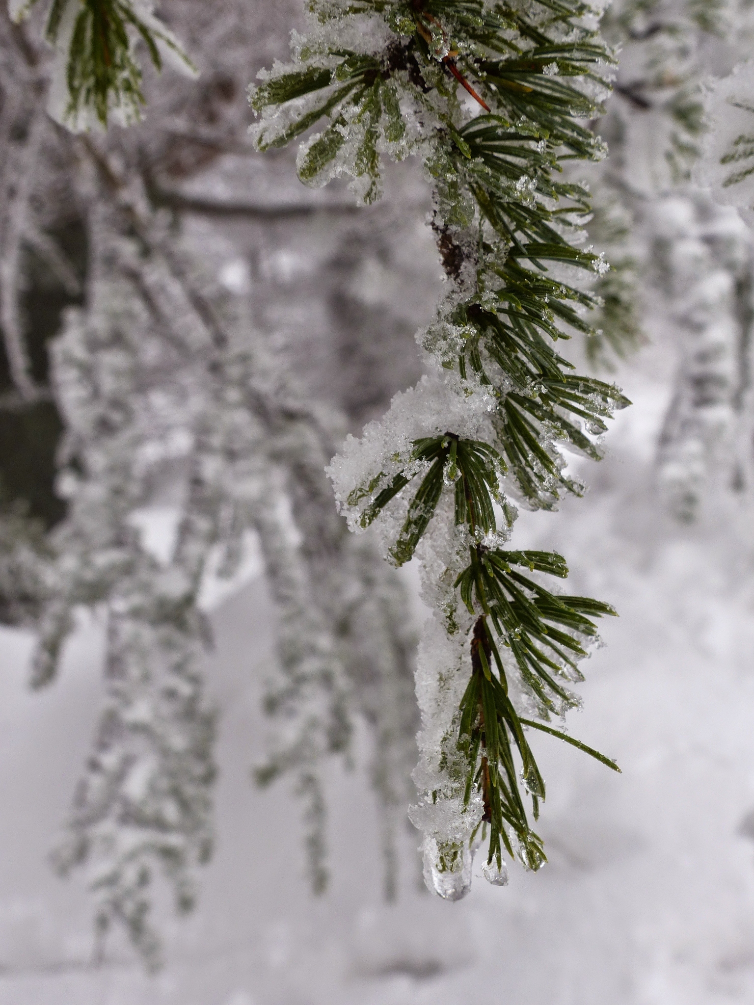 雪松的四字词语：幽香绕身