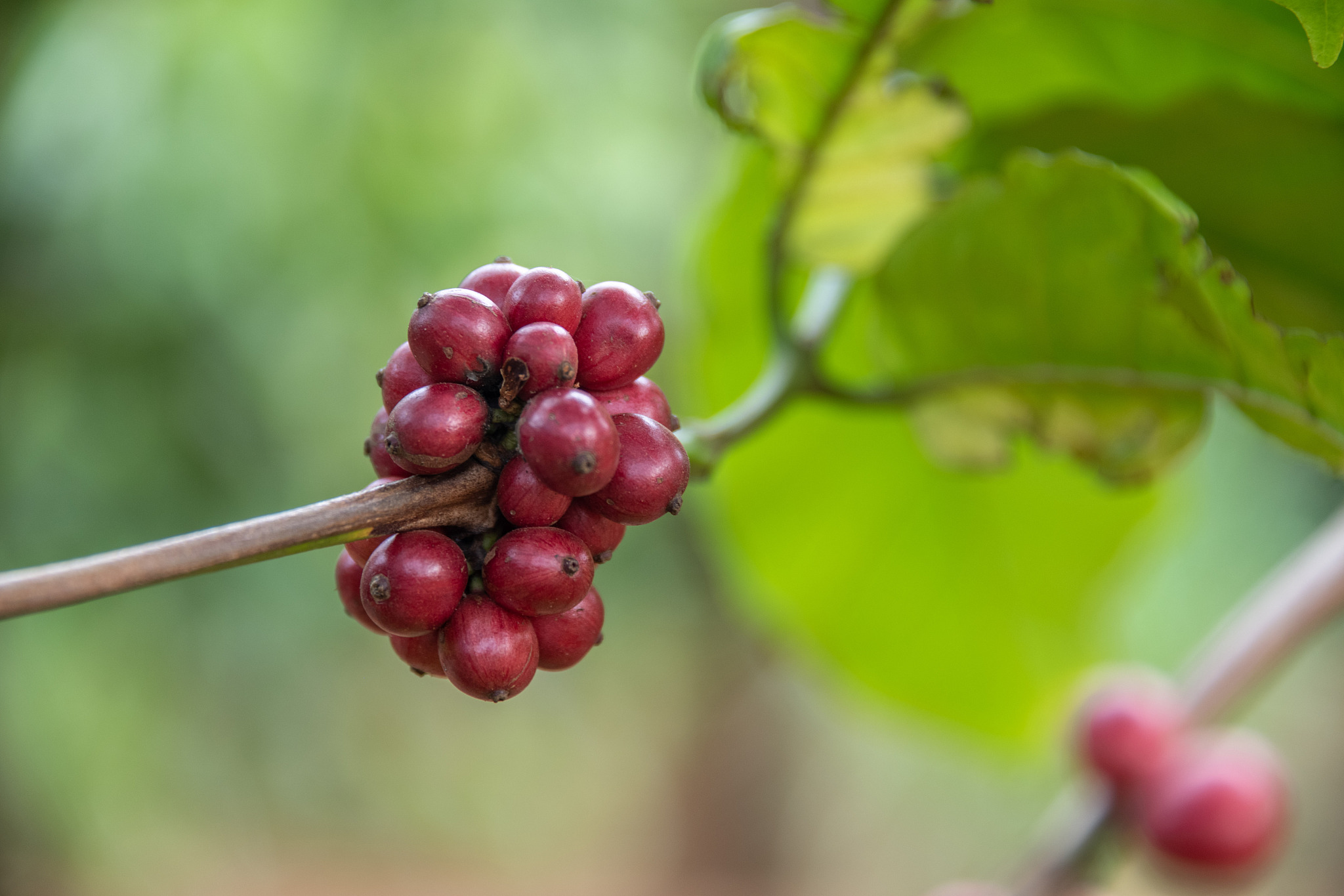 coffe berry