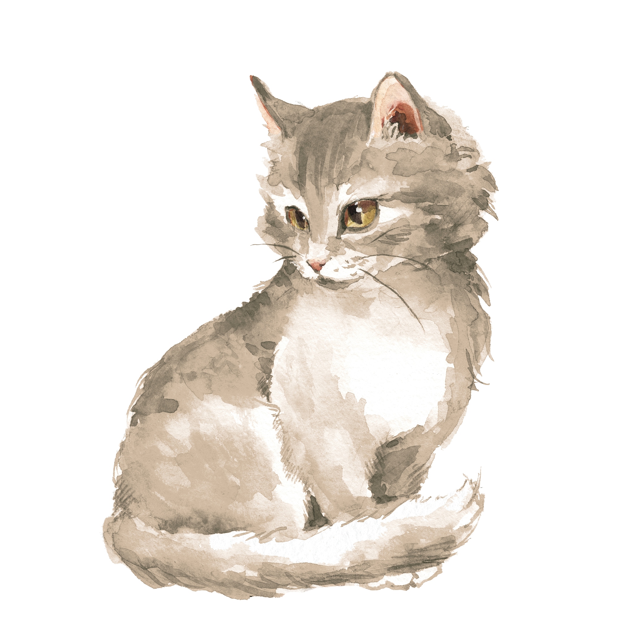 小猫插画定制：让你的梦想小猫栩栩如生