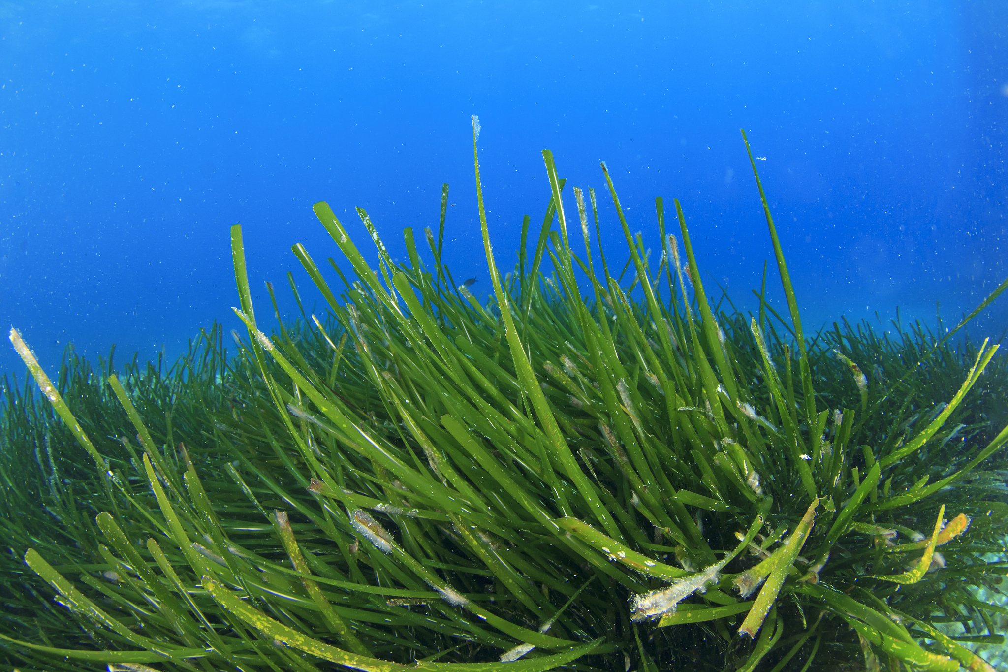 underwater seaweed