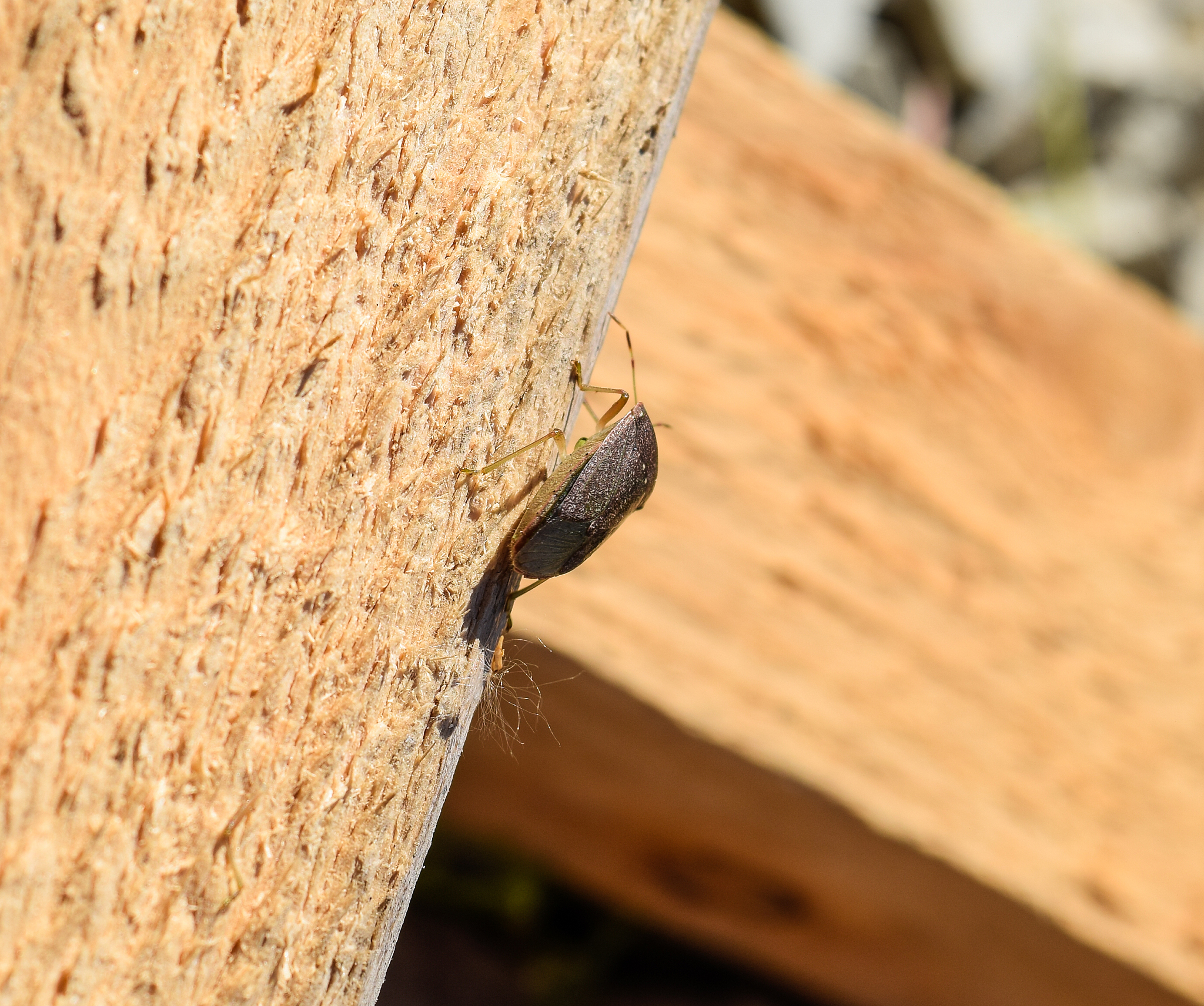 stink bug on a wooden board. brown bug.
