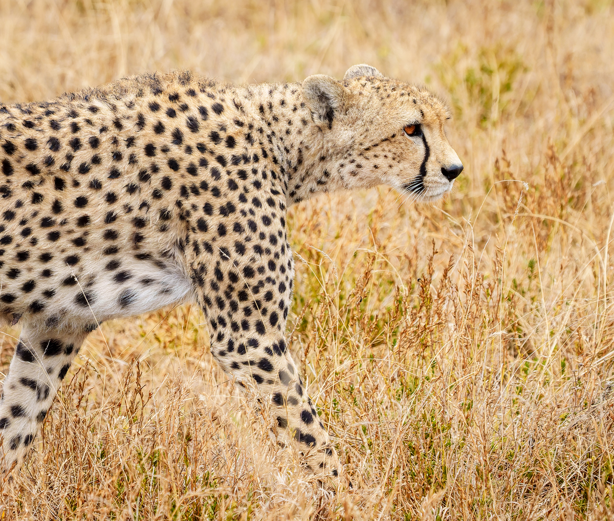 东非猎豹(acinonyx jubatus)在塞伦盖蒂草原上悄悄潜行