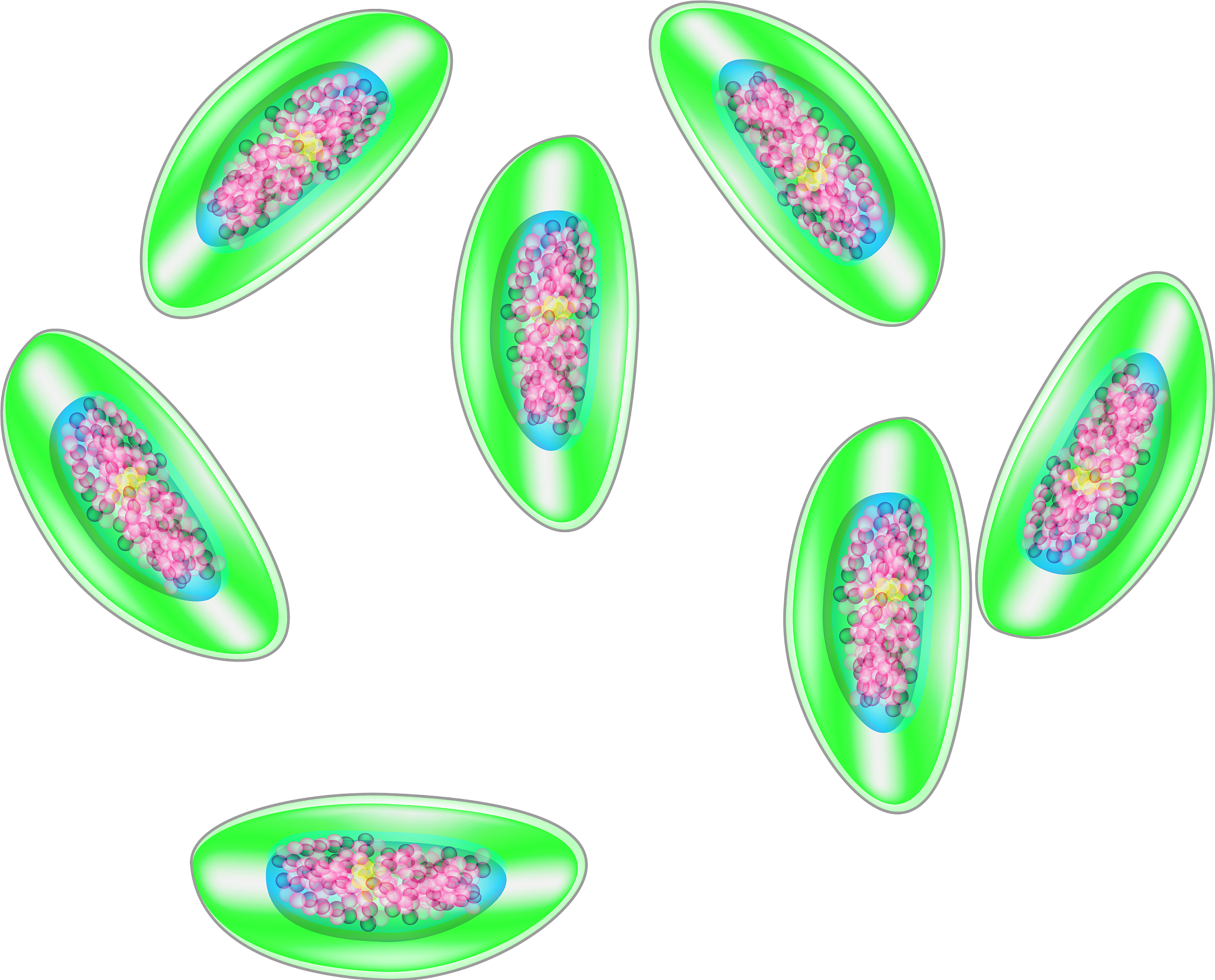 水稻原生质体制备失败原因解析 - 影响因素及解决方案