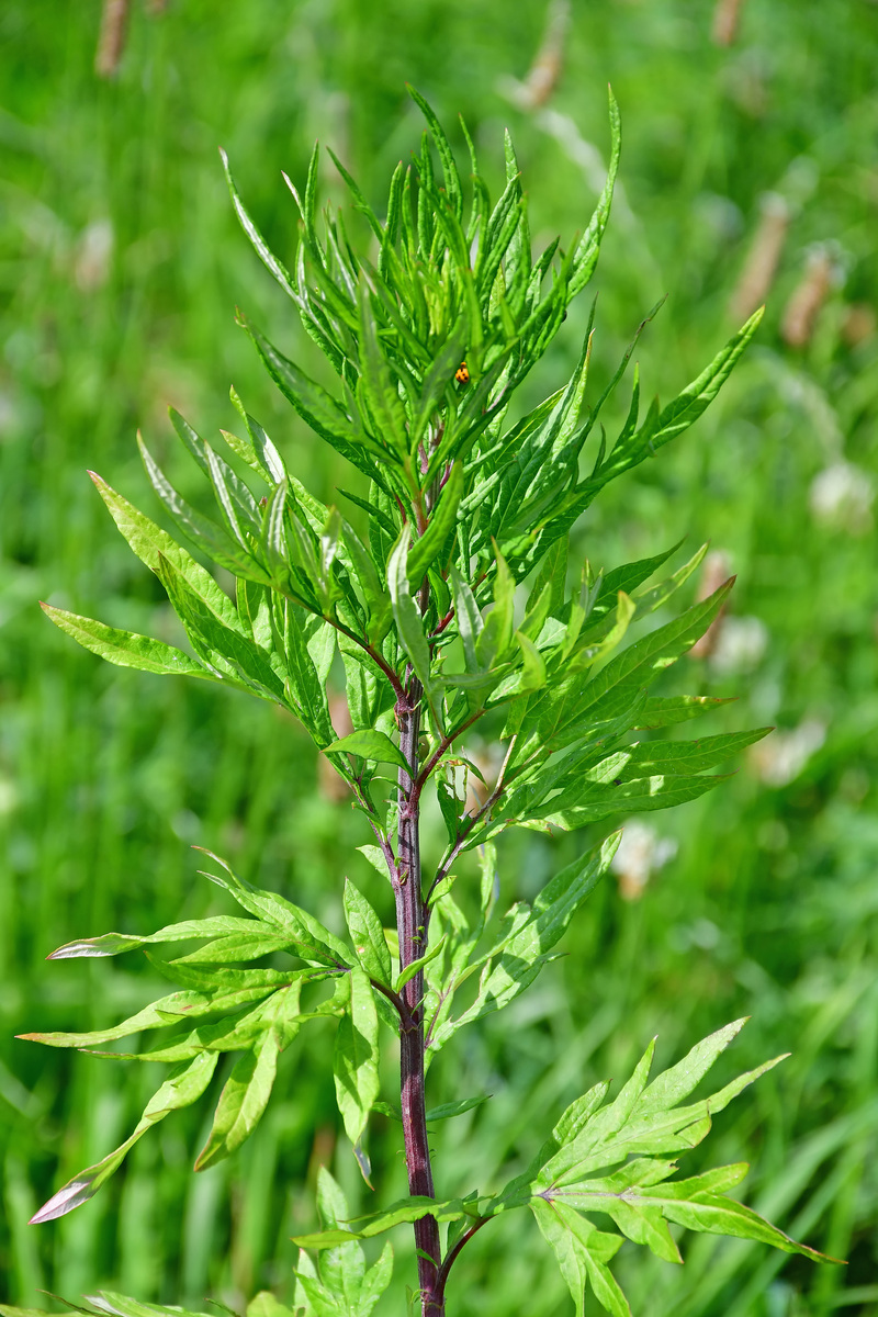 艾草外形特征：株高、茎、叶、花穗、果实
