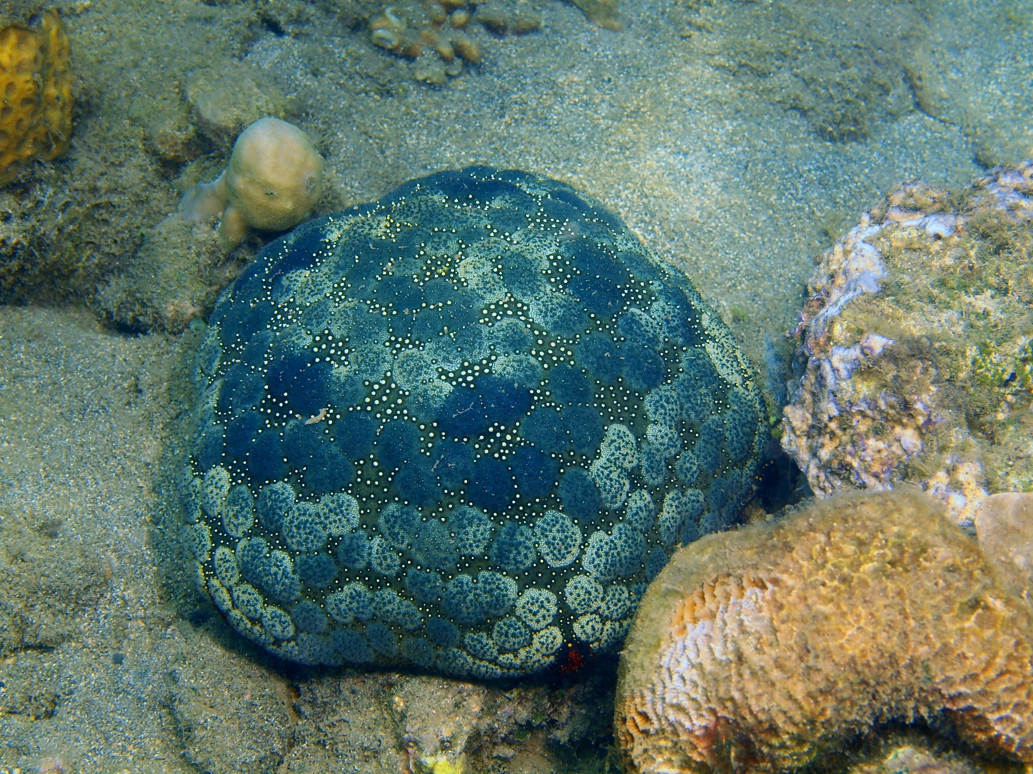 海星的多少对潮流大小有没有影响？
