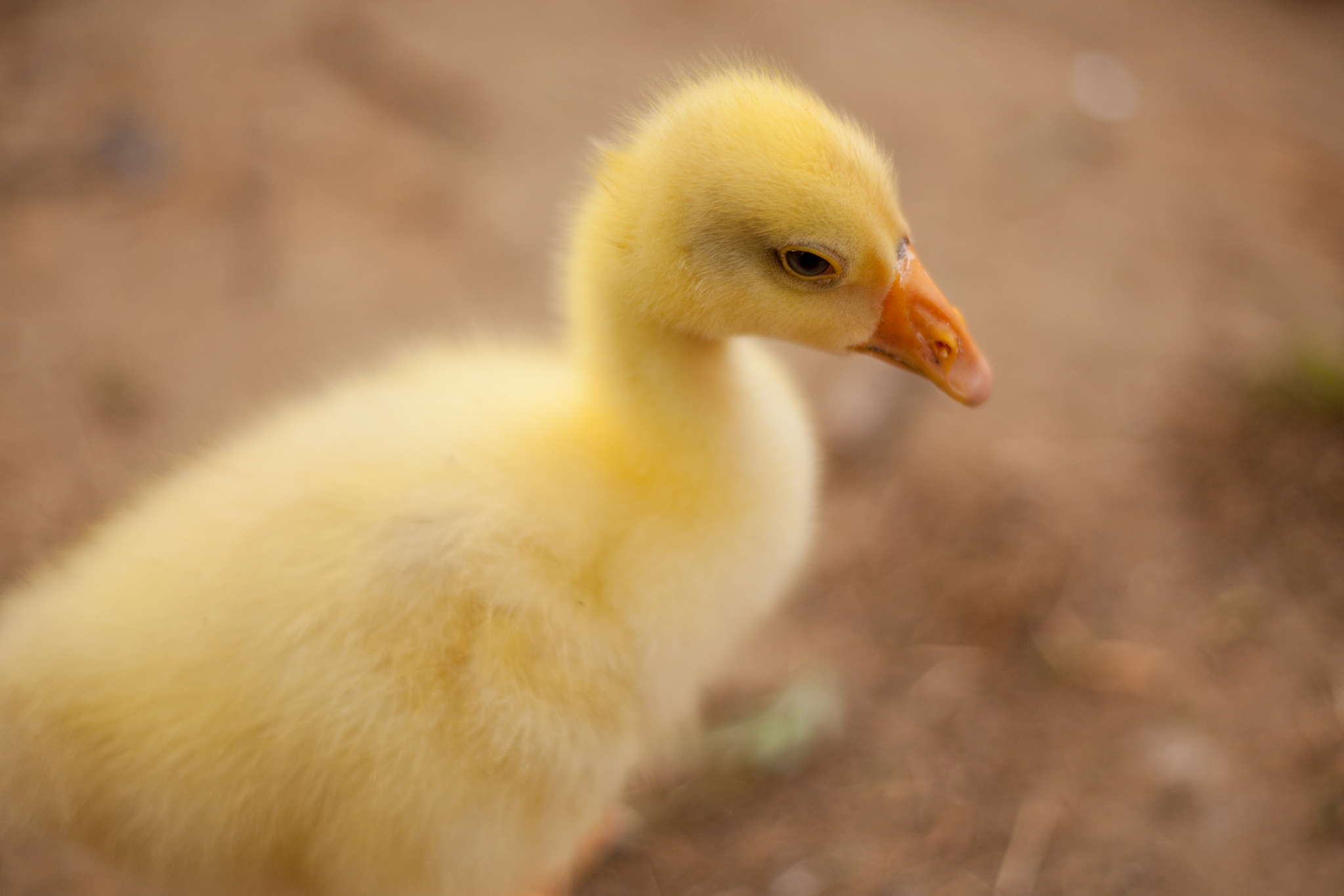 鸭子图片大全：高清种类图集欣赏