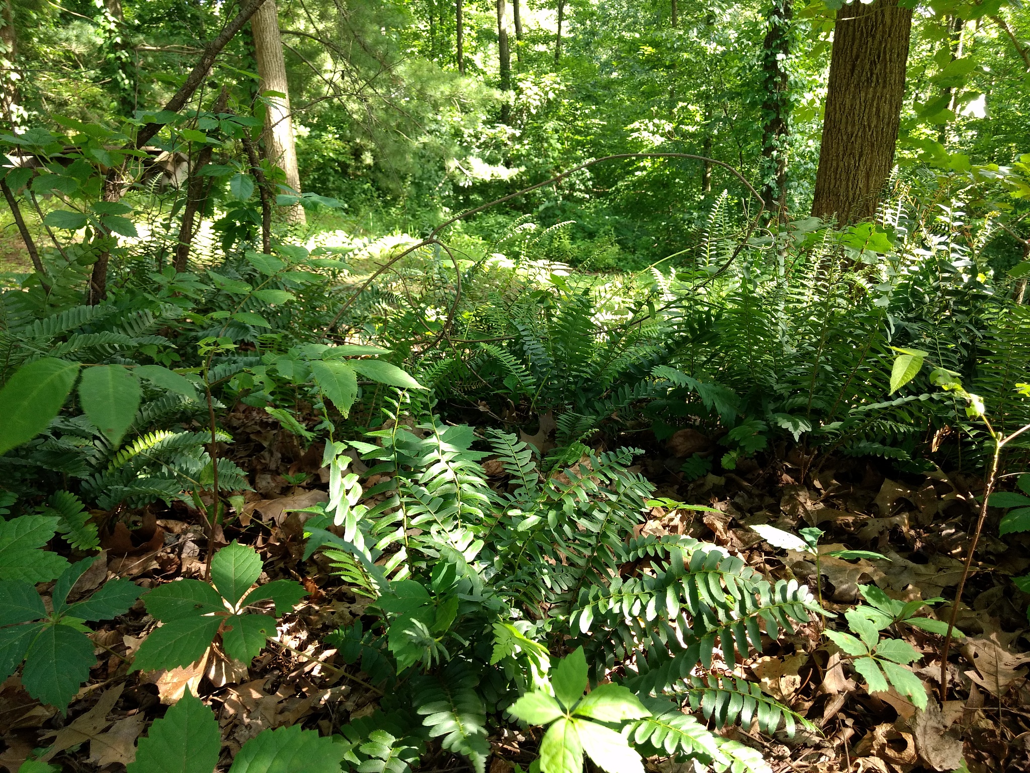 ferns