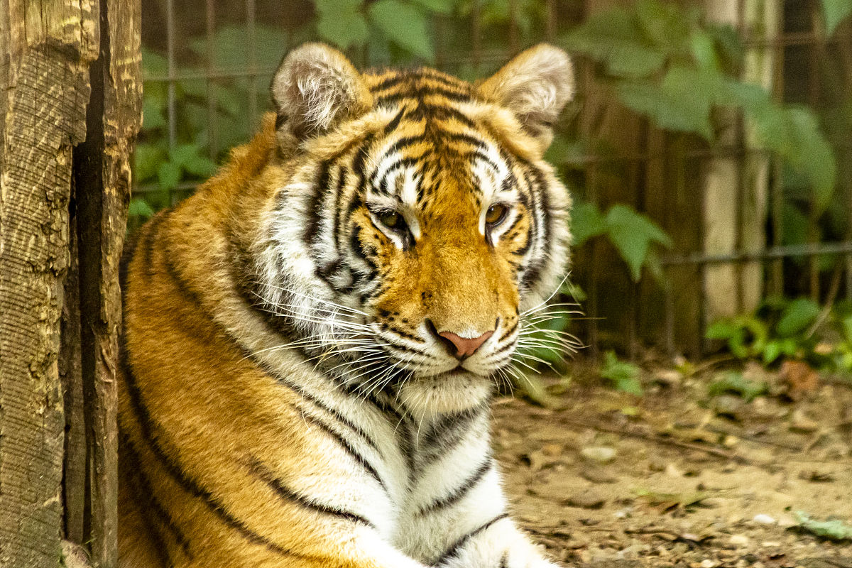 老虎只吃鸡蛋能活下来吗 老虎只吃鸡蛋能活下来吗