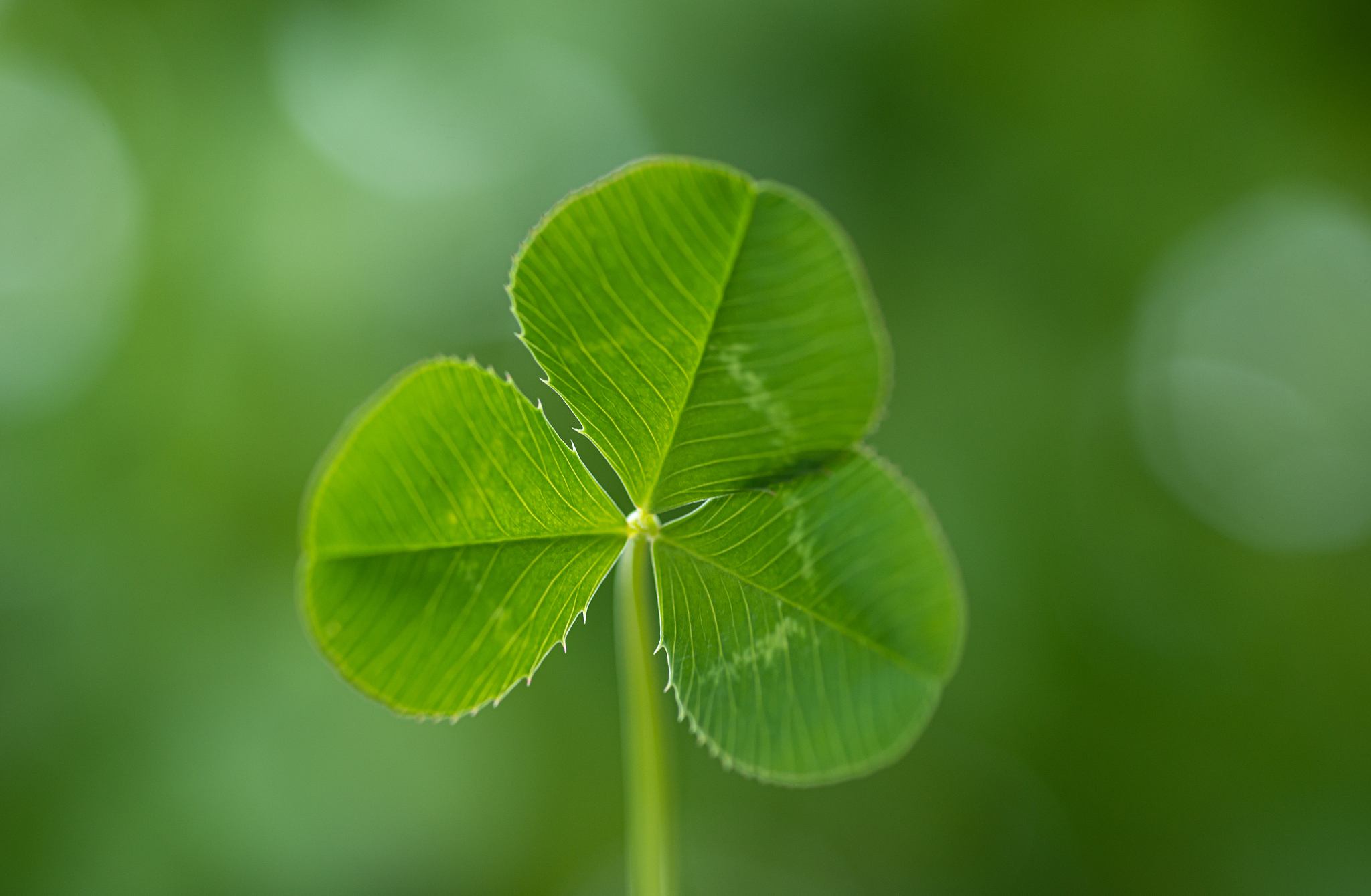 星座说的绿叶运是什么运