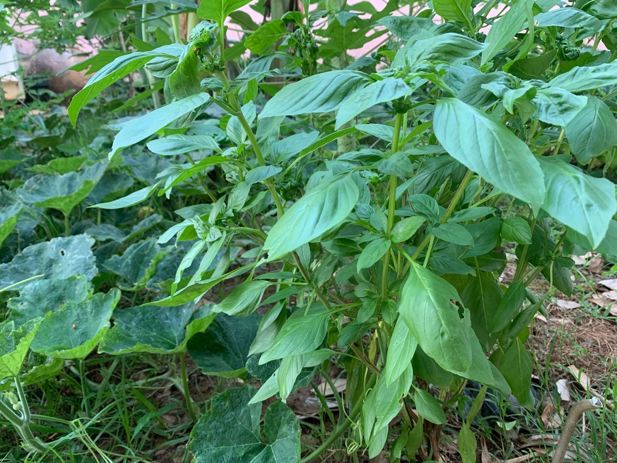 五指毛桃有什么功效