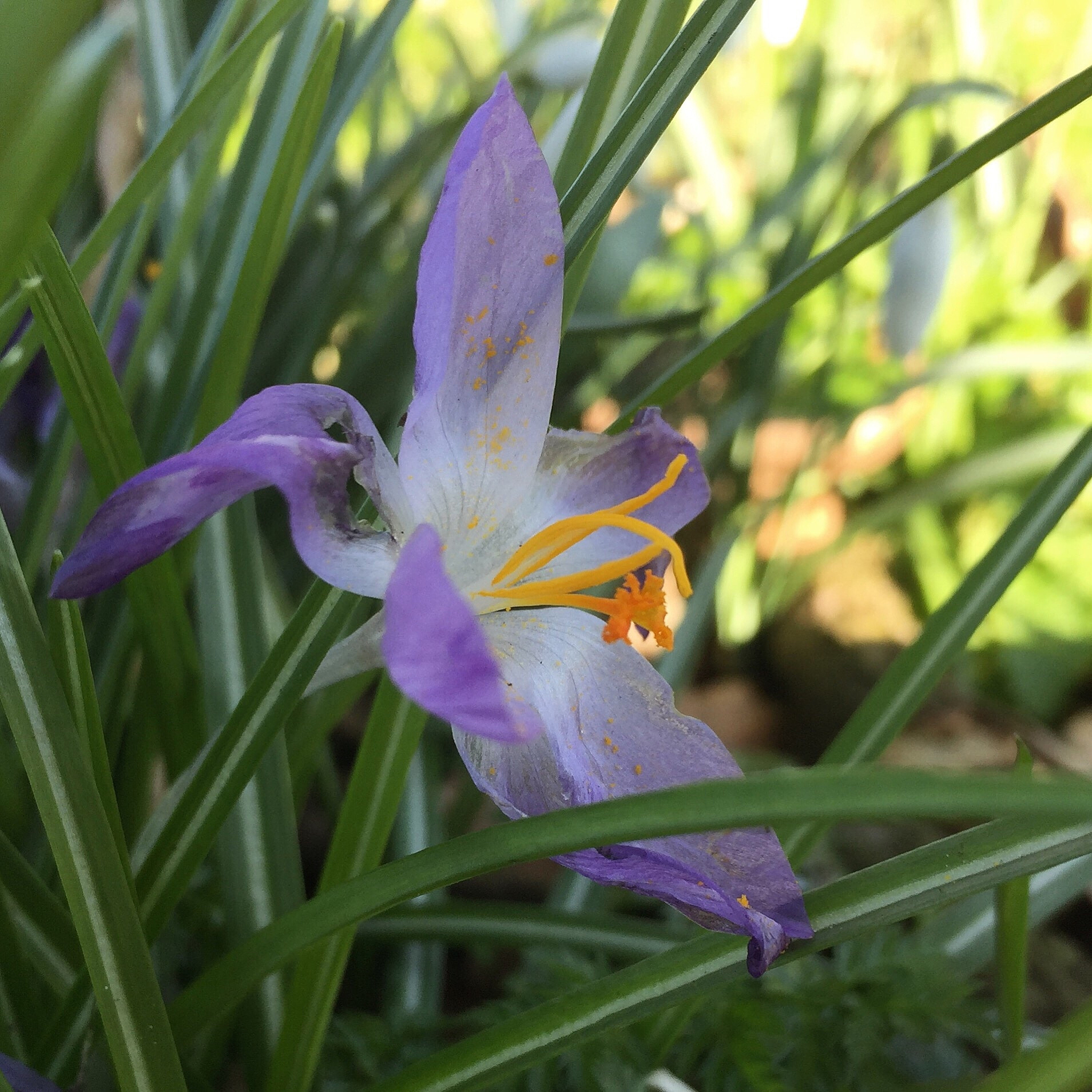 close-up of purple flowers