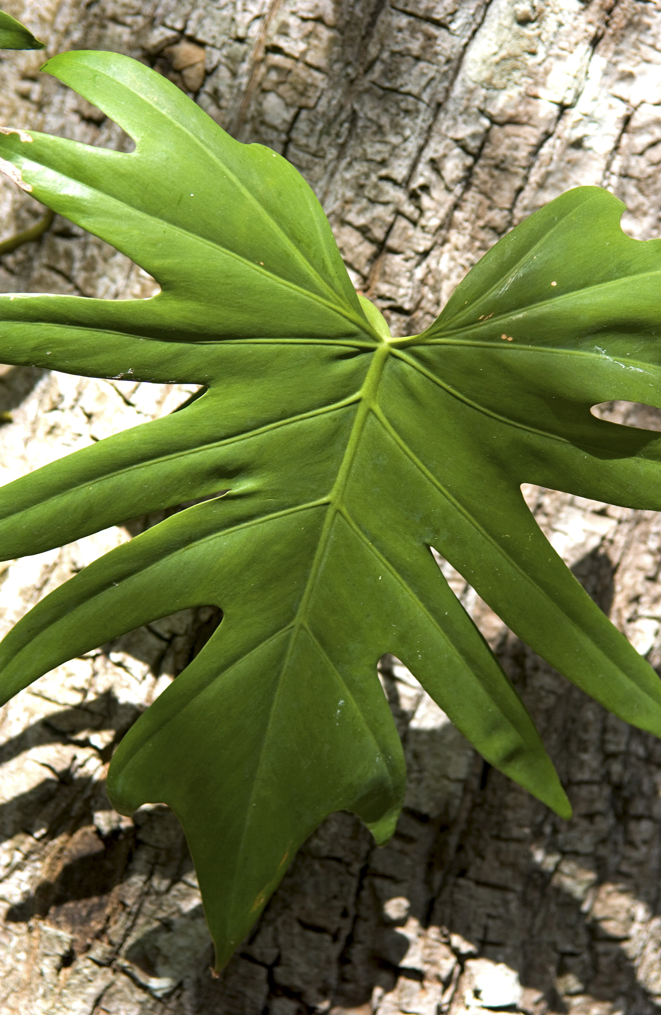 tropical plant