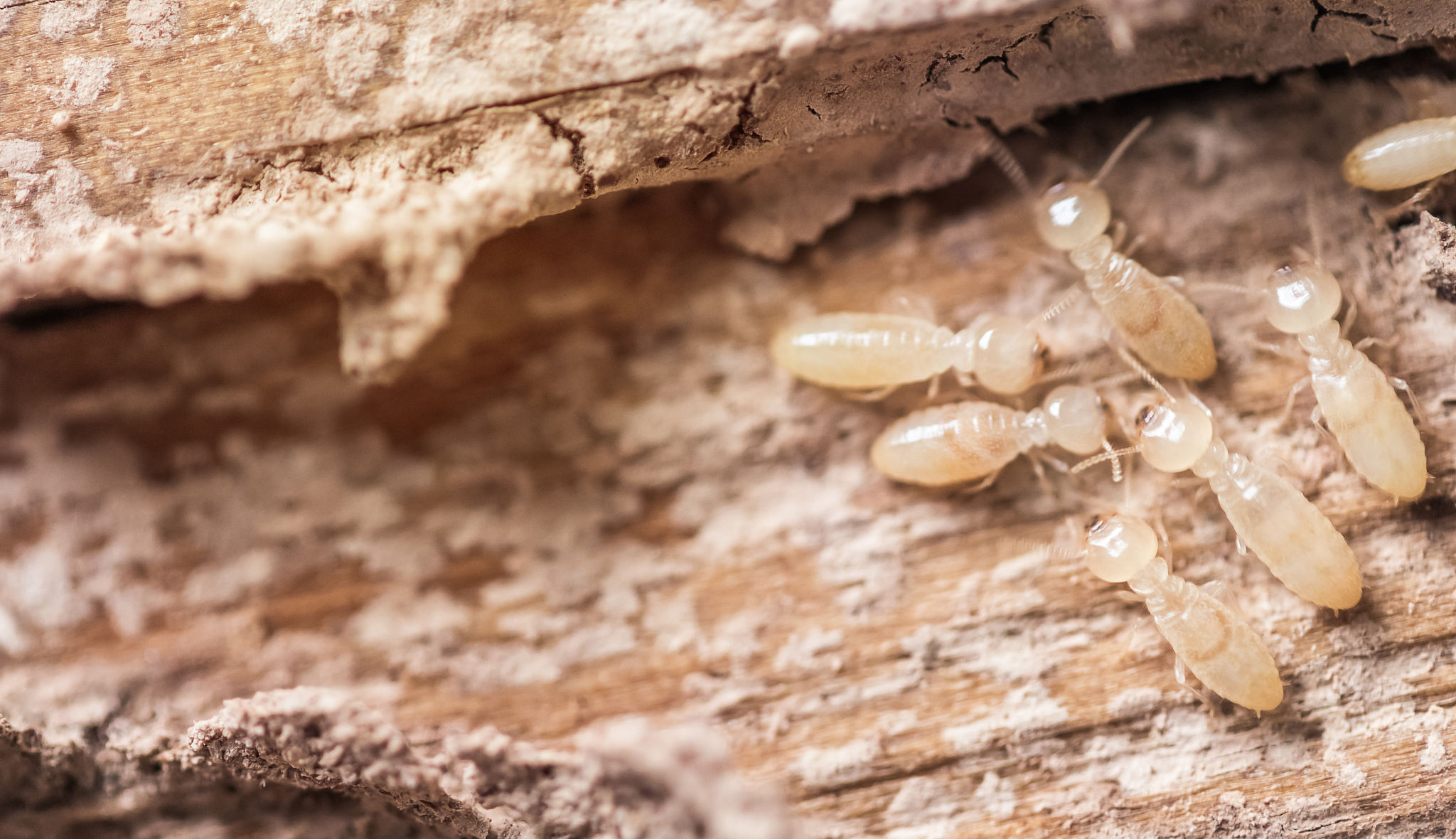 close up shot, macro white ants or termites on decomposing wood.