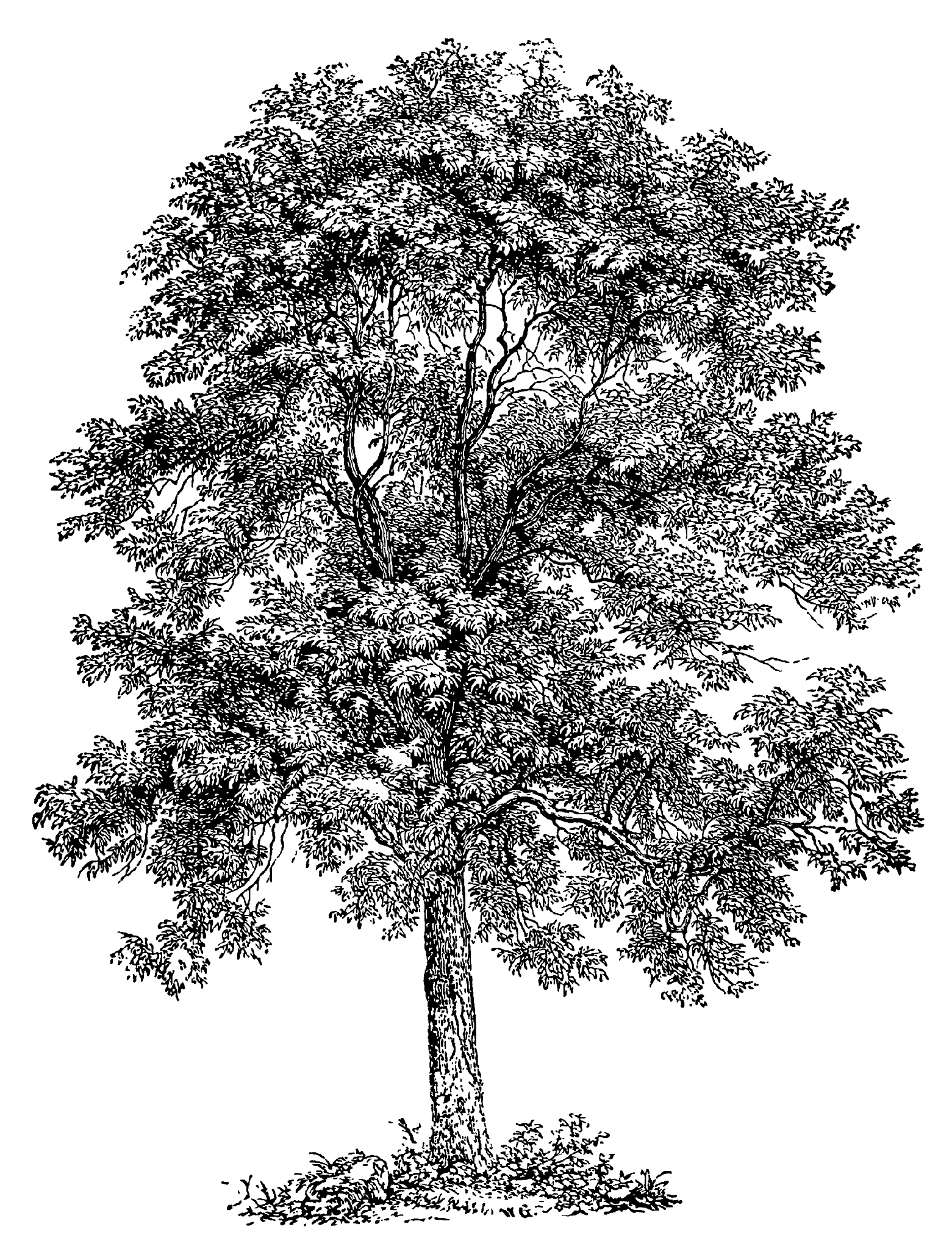 高子树是什么树