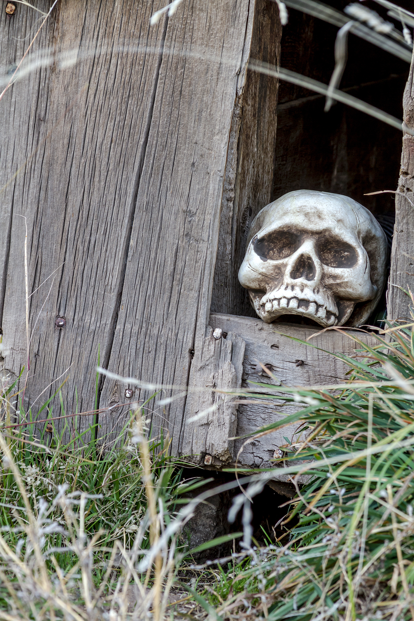 halloween skulls and decorations