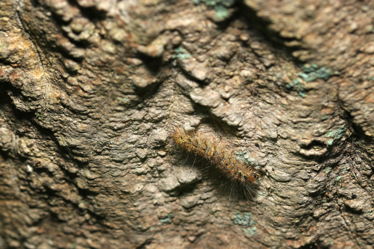 GA 字母组合的单词列表 - 所有可能的单词