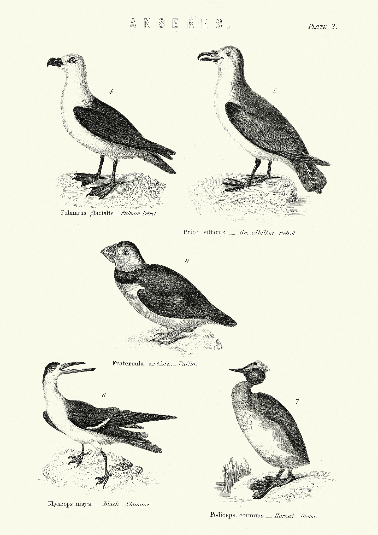 can you send me a literature about the origin of birds
