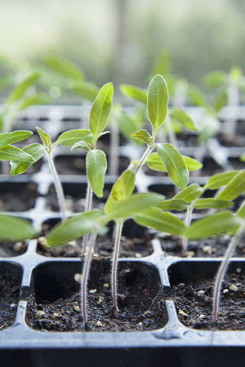 西红柿育苗方法：从选种到移栽的详细步骤
