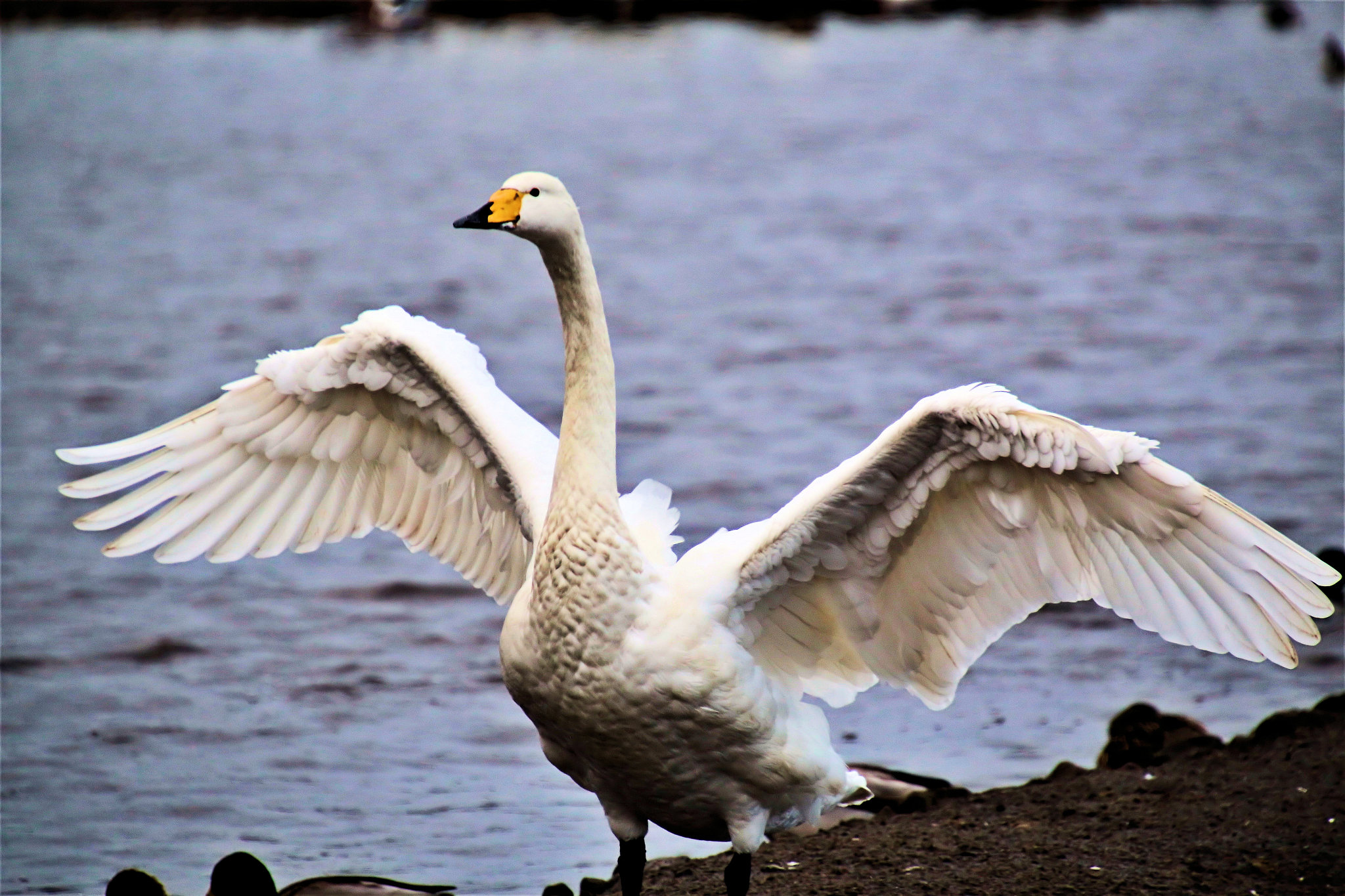 a picture of a whooper swan flapping its wings