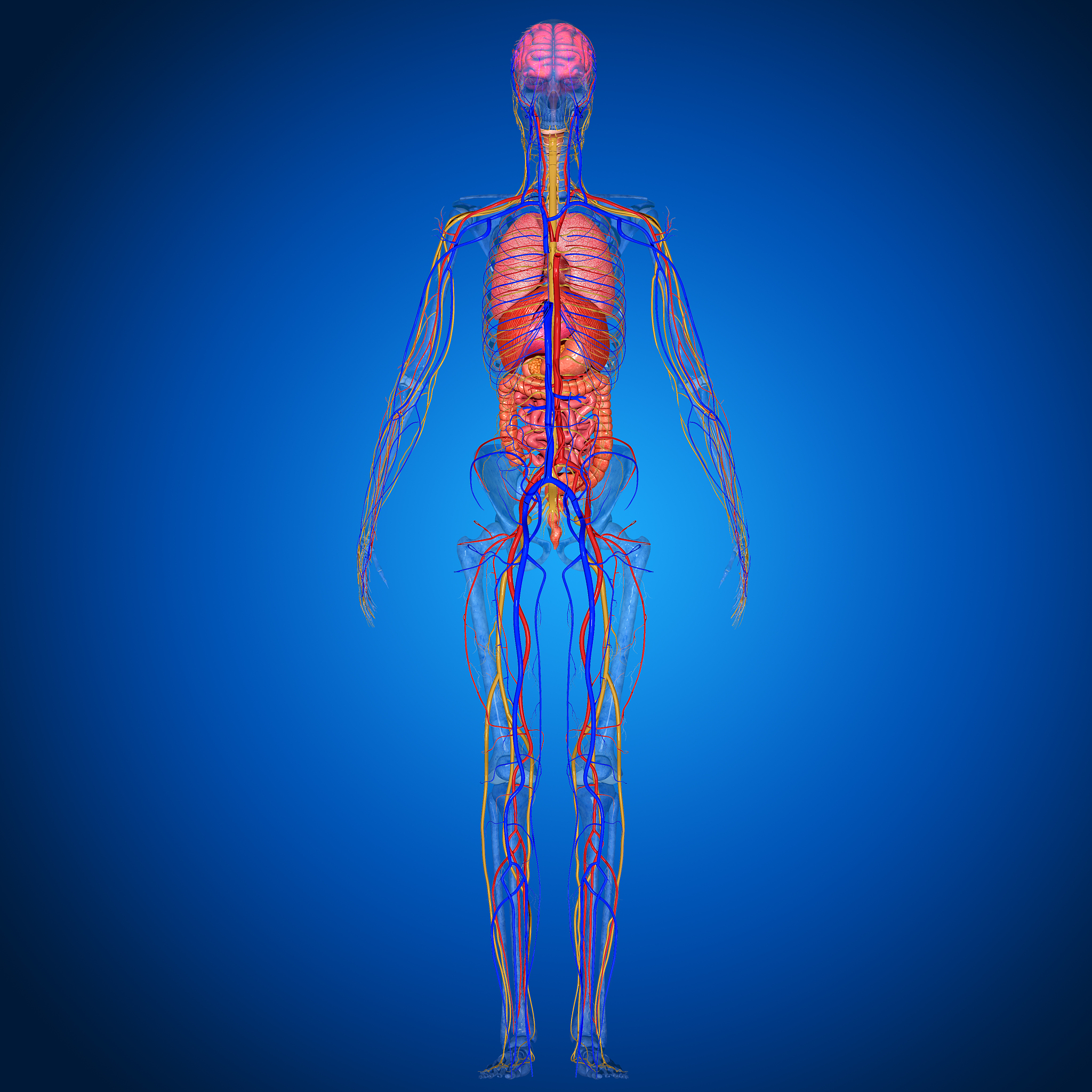 椎动脉和基底动脉纤细：症状、原因和治疗