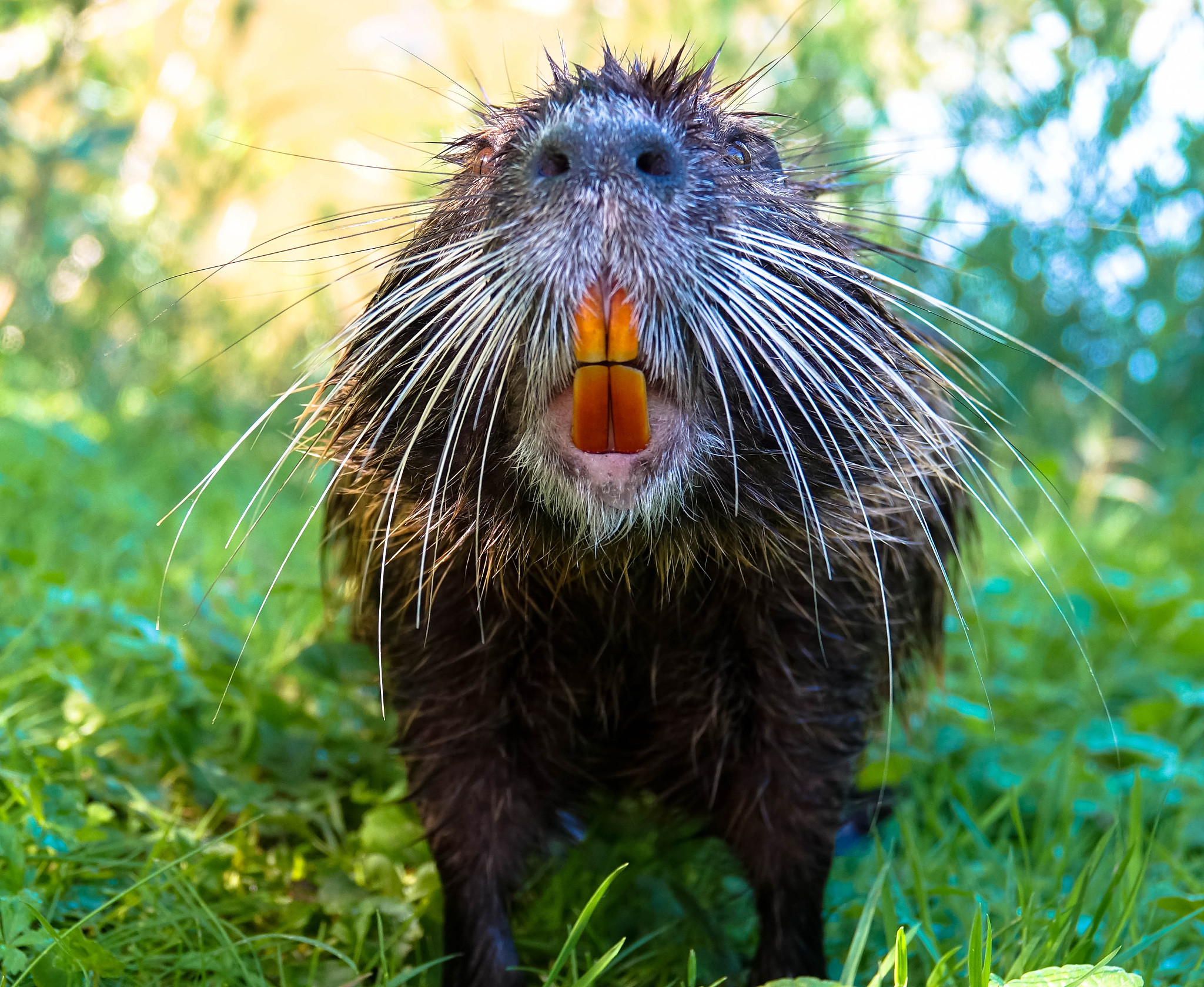 nutria with yellow teeth