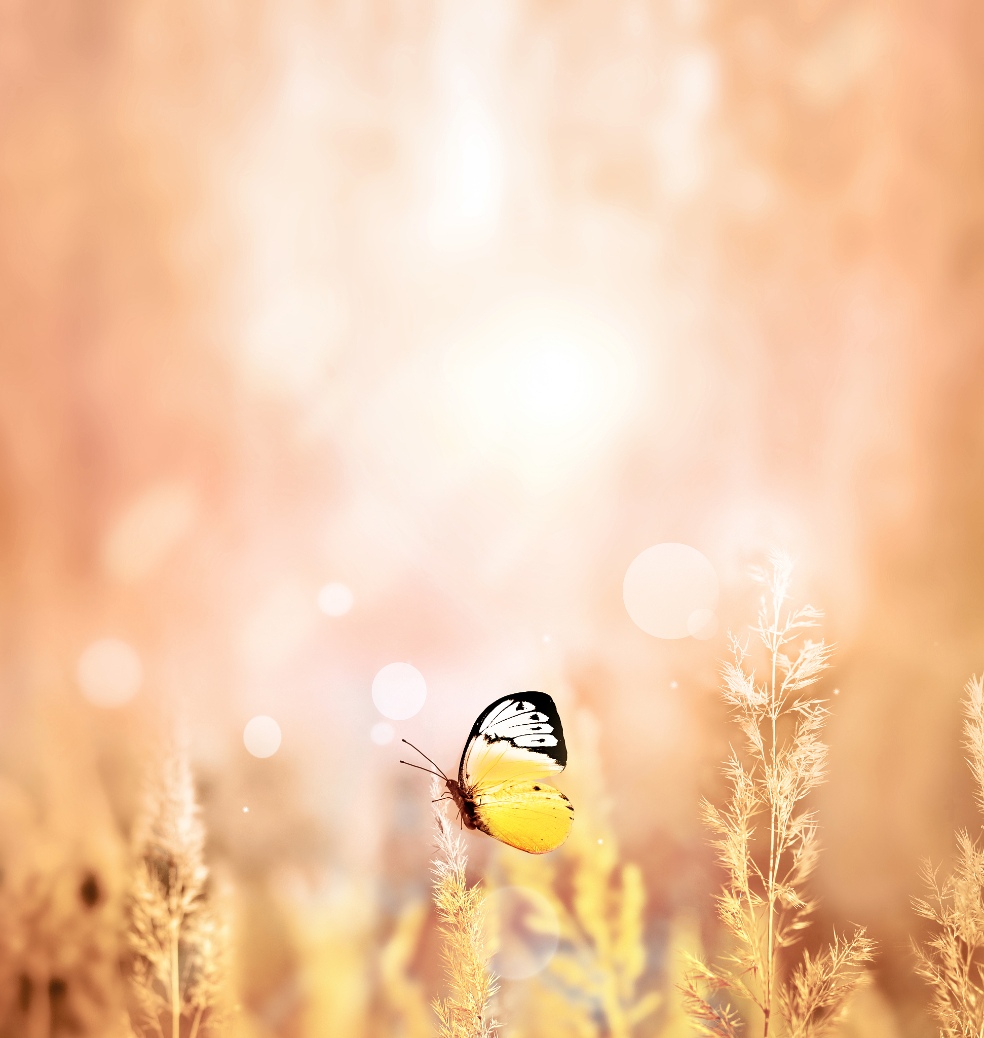 黄色：象征希望与快乐的颜色