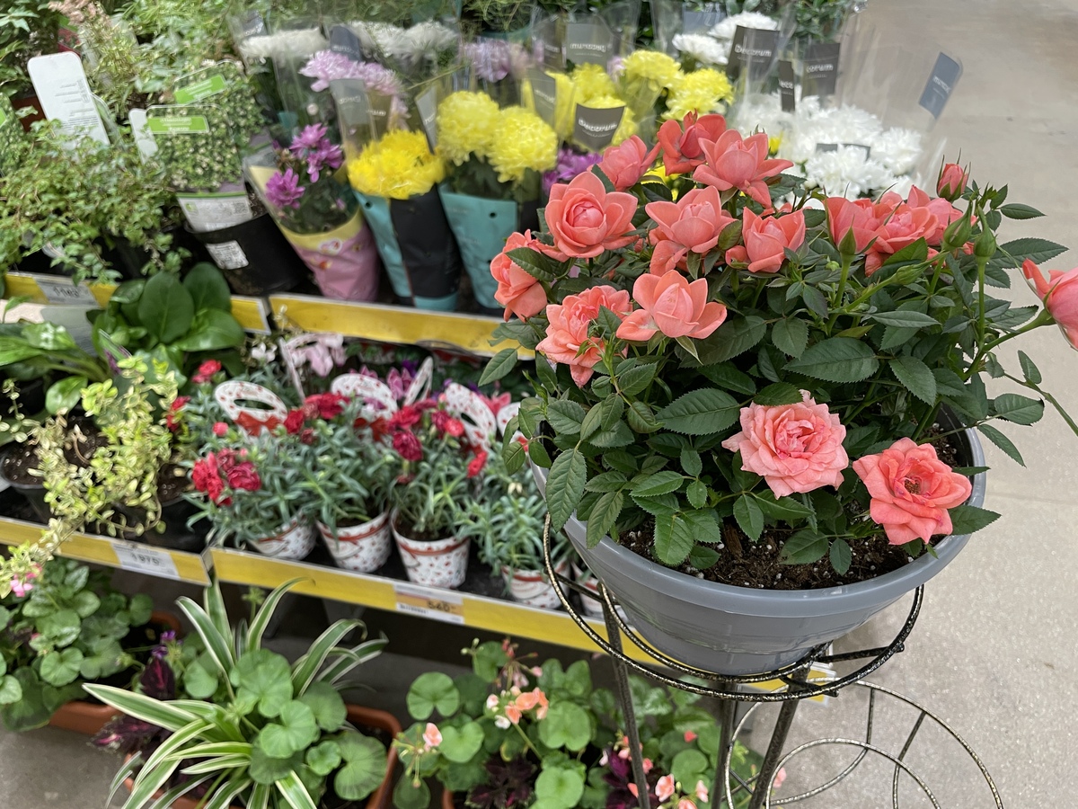 粉龙沙宝石一年开几次花？花期怎么施肥浇水1500字