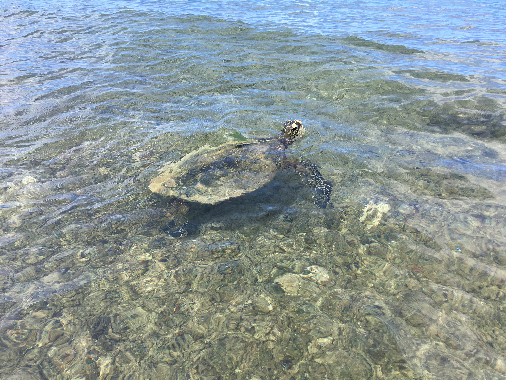 善良之举：少女救助困网小海龟