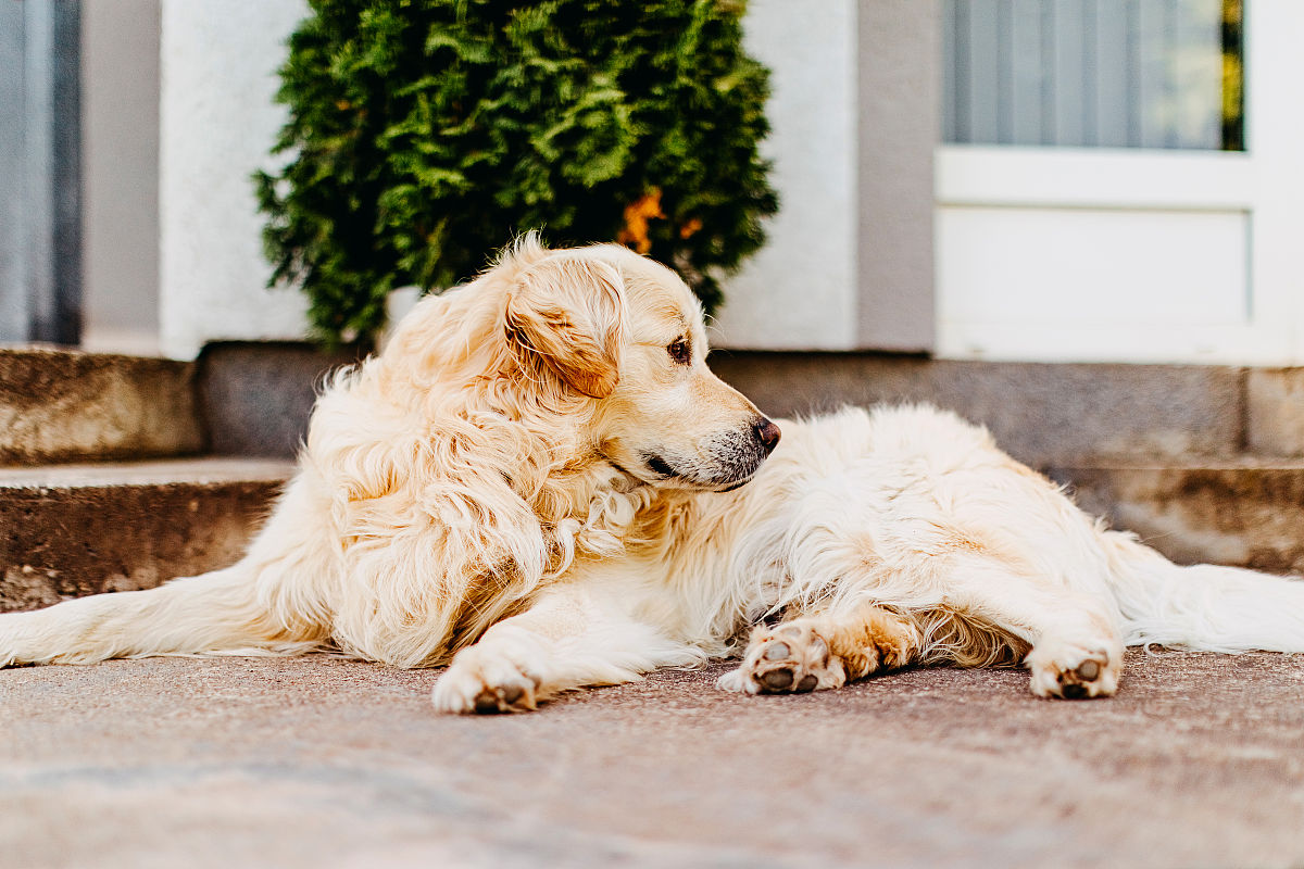 家的狗狗突然死了我要怎么告诉他？