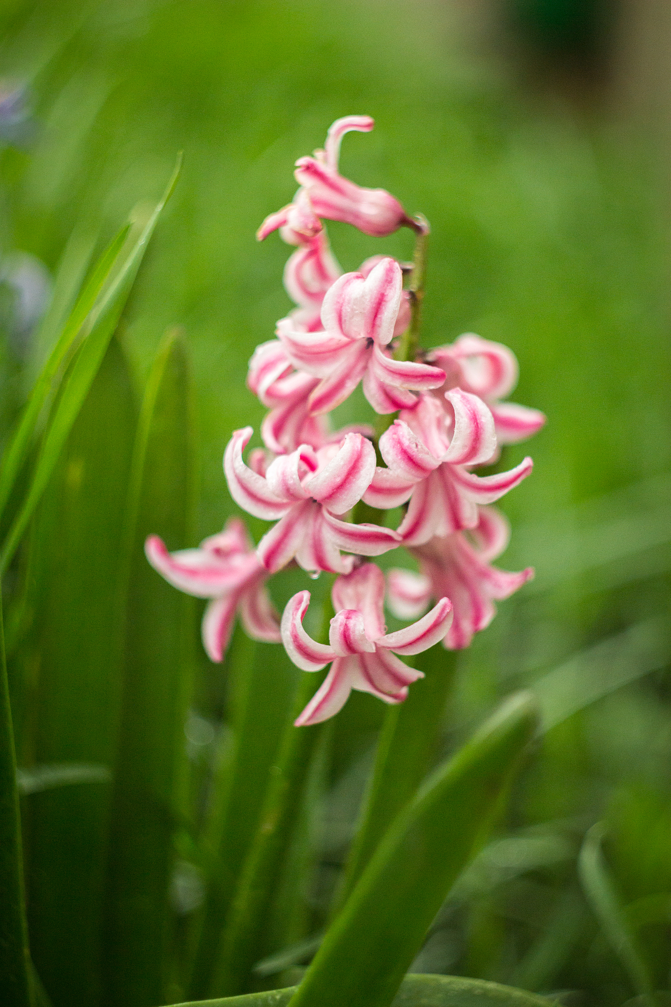 spring flower