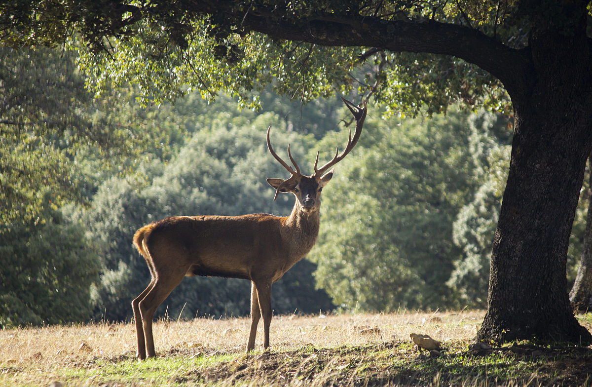 品质工程师评审表