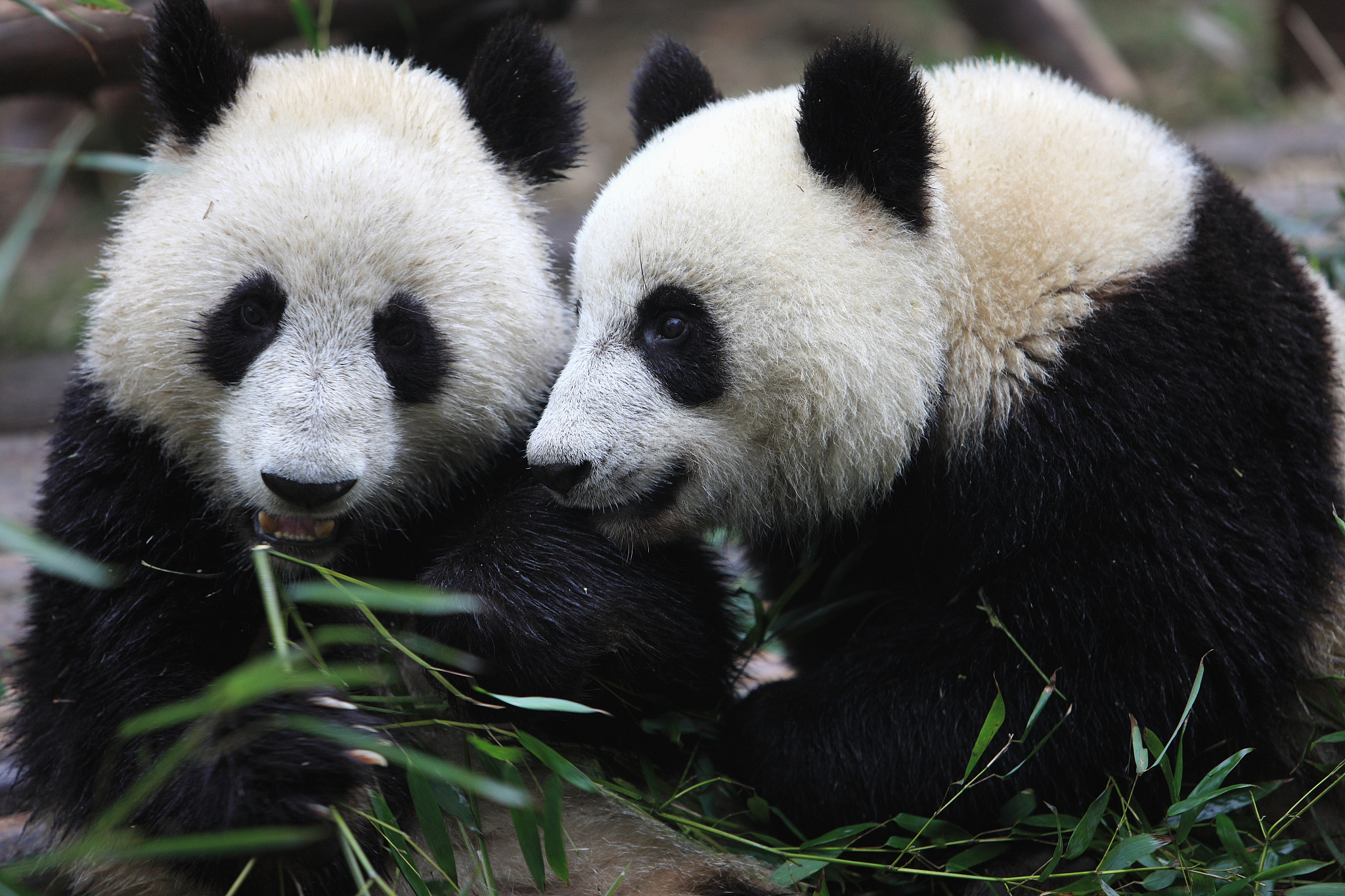 发我一张熊猫图片