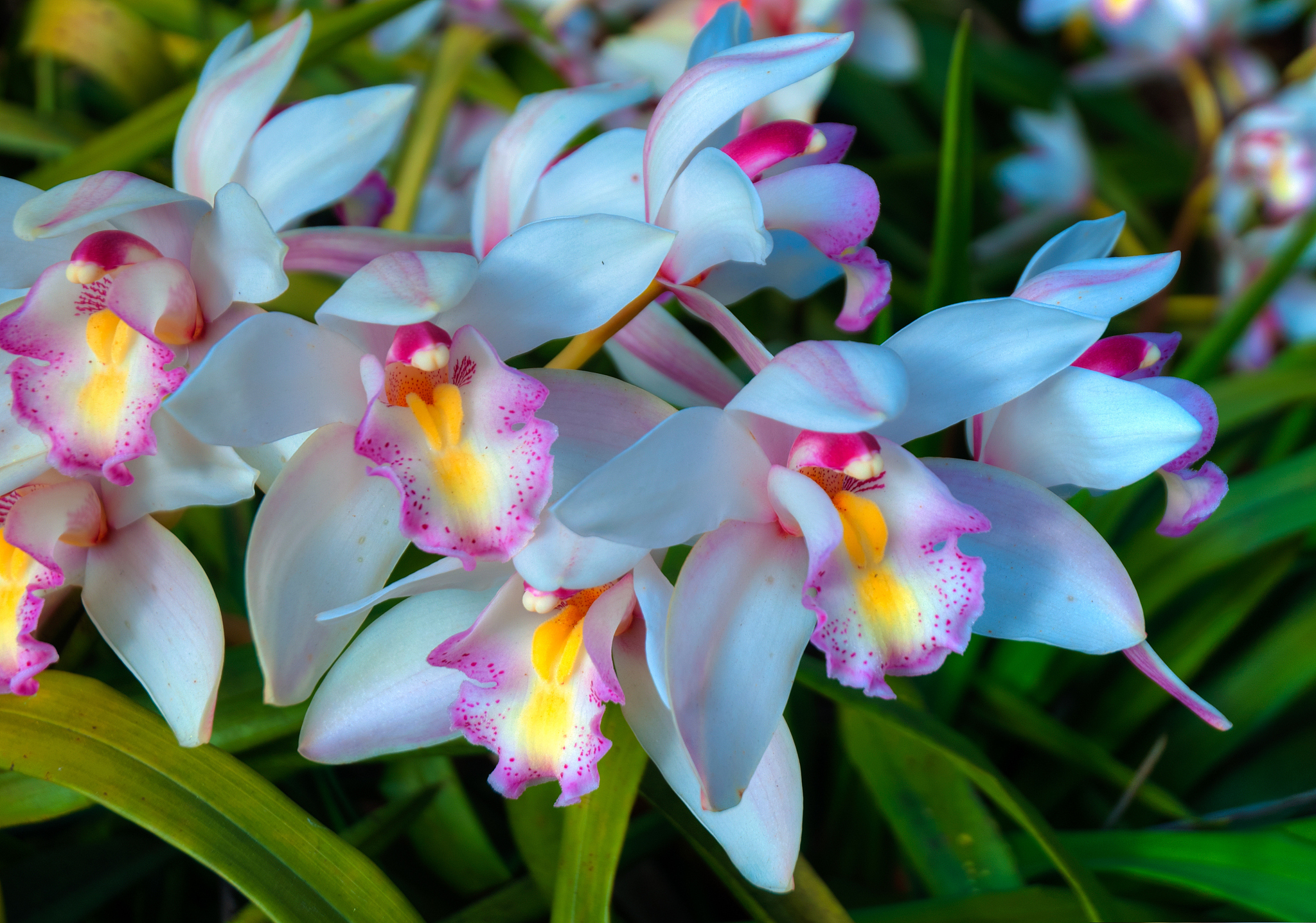orchids