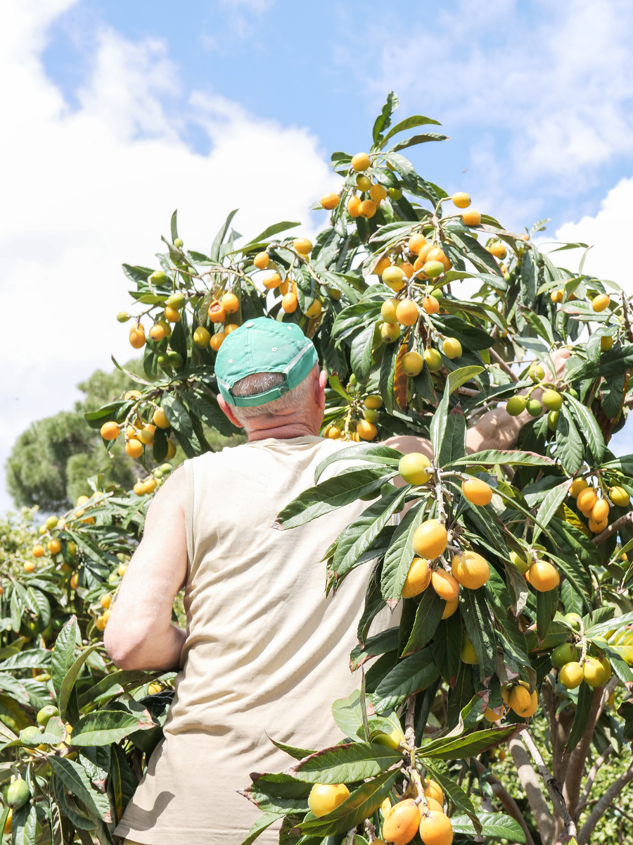 请帮我写1篇不少于750汉字的博客文章语言要幽默口语化。主题是：枇杷是什么季节吃的枇杷的季节