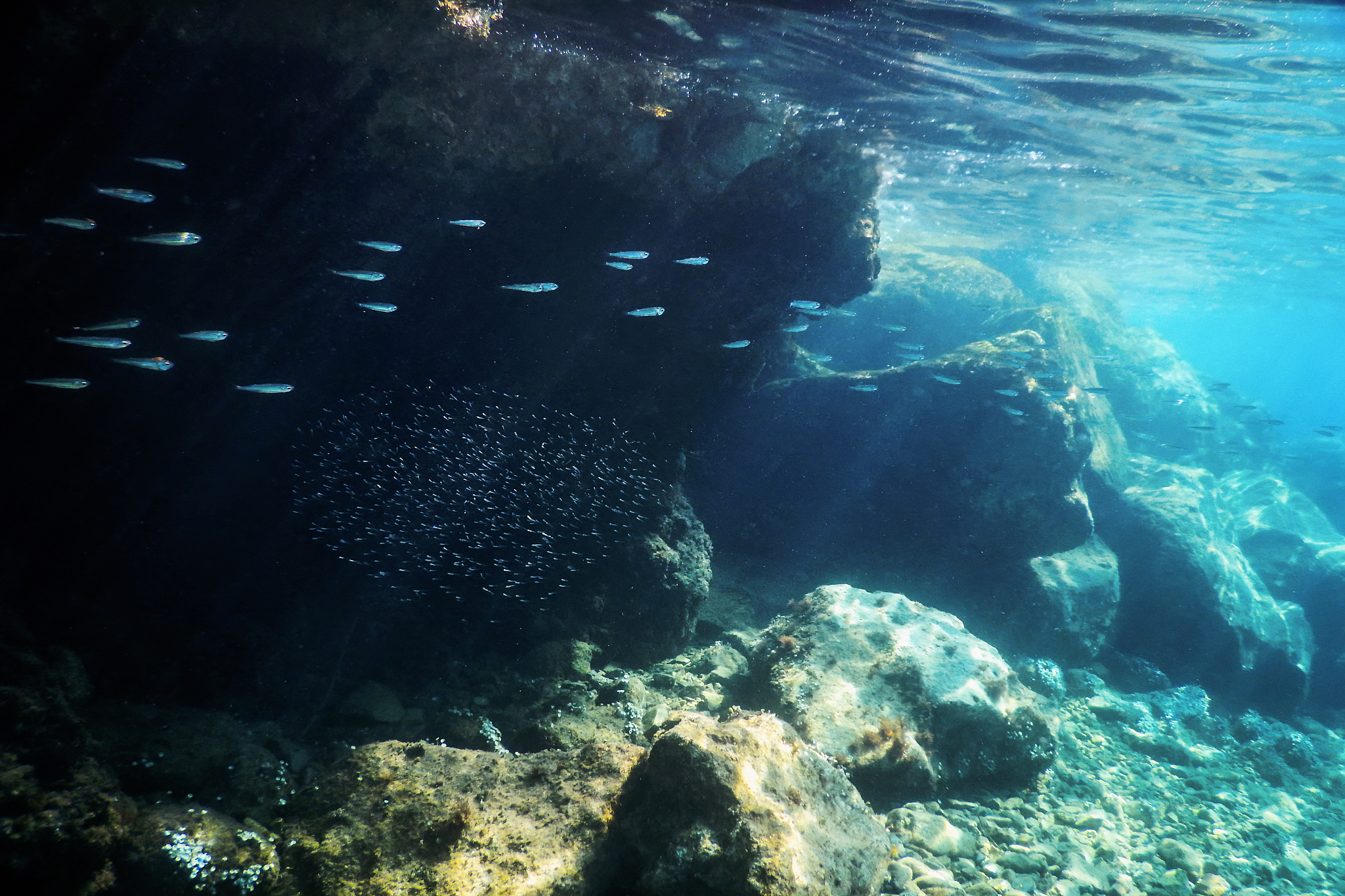 big school of the baby fish shallow water, underwater