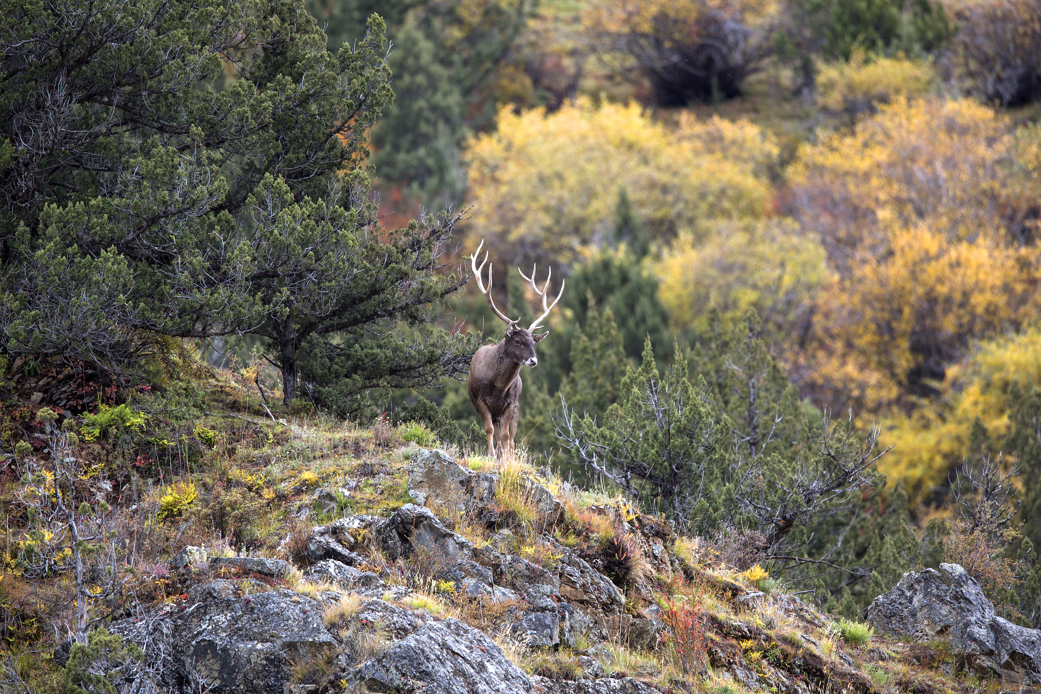 王开头的诗歌：颂扬王者风范